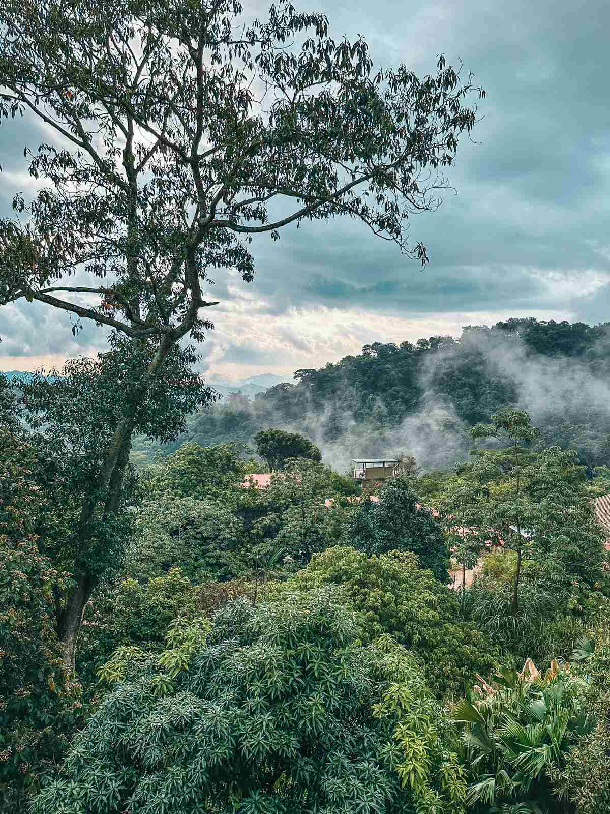Minca Colombia rainforest