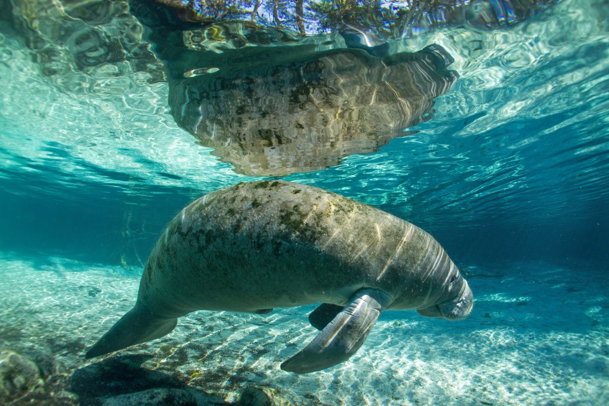 florida manatee