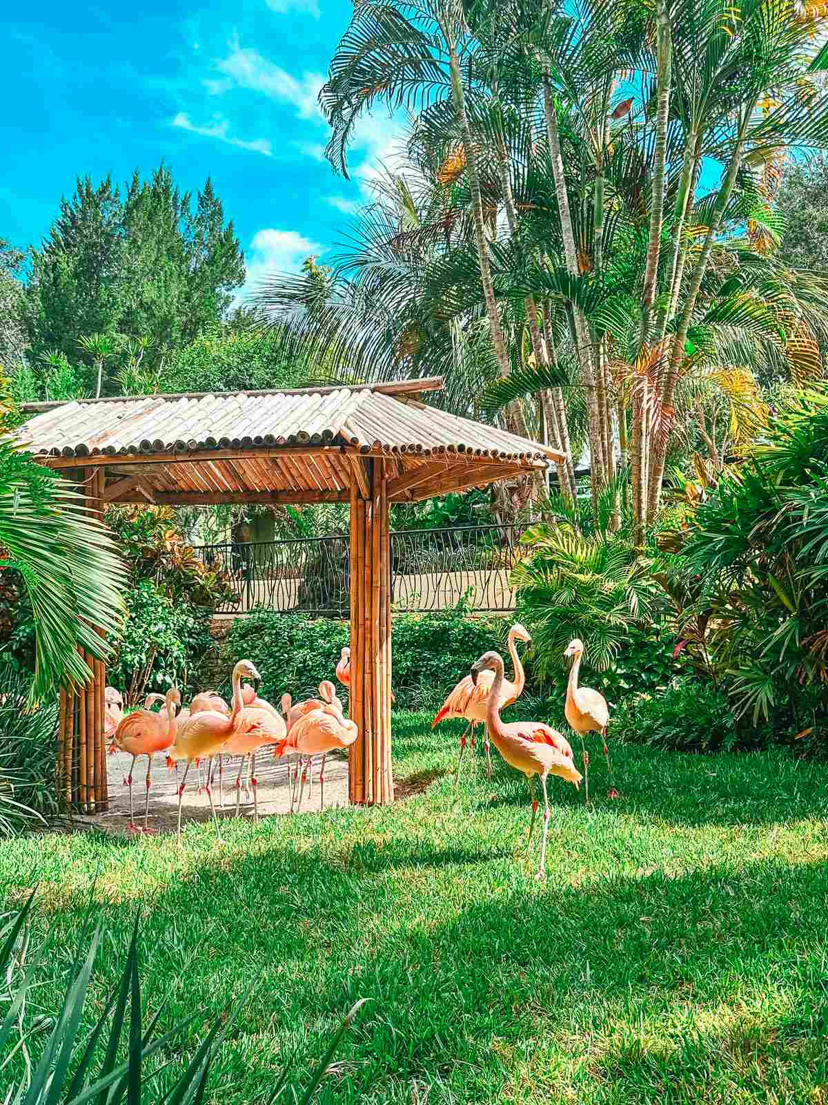 Flamingos at St Pete Sunken Gardens