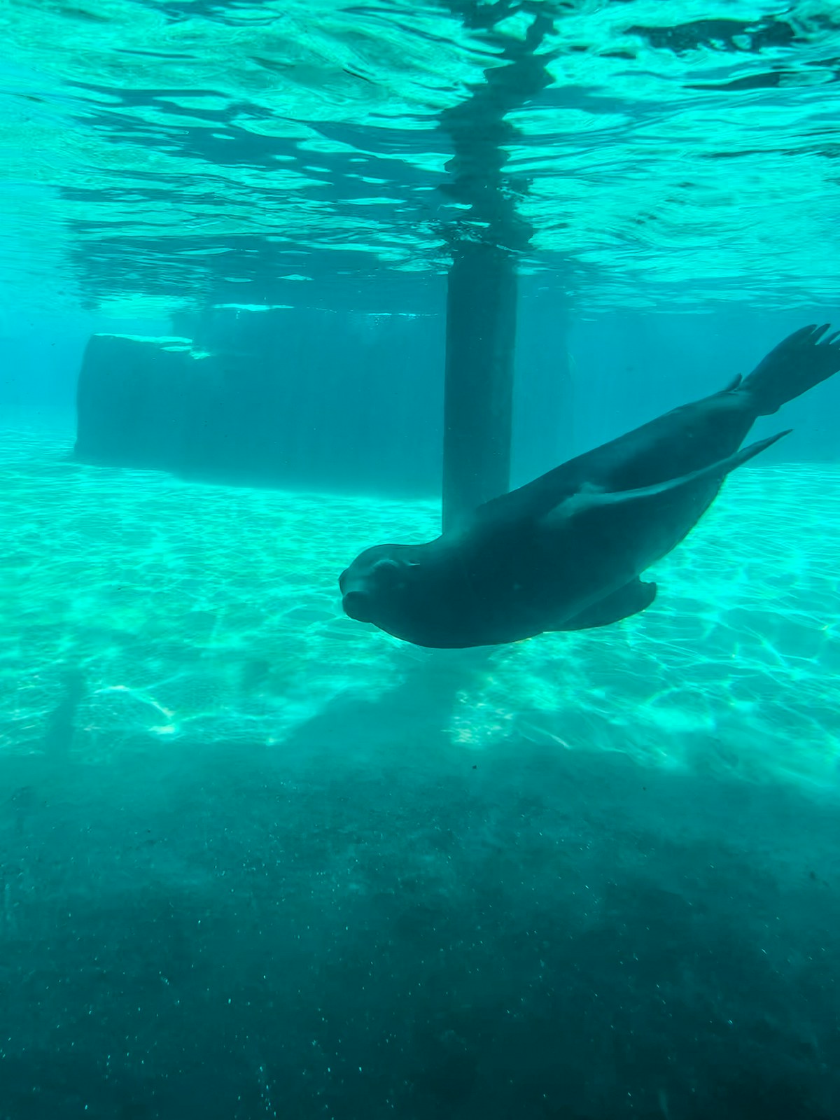 Sea Lion at Como Zoo St Paul