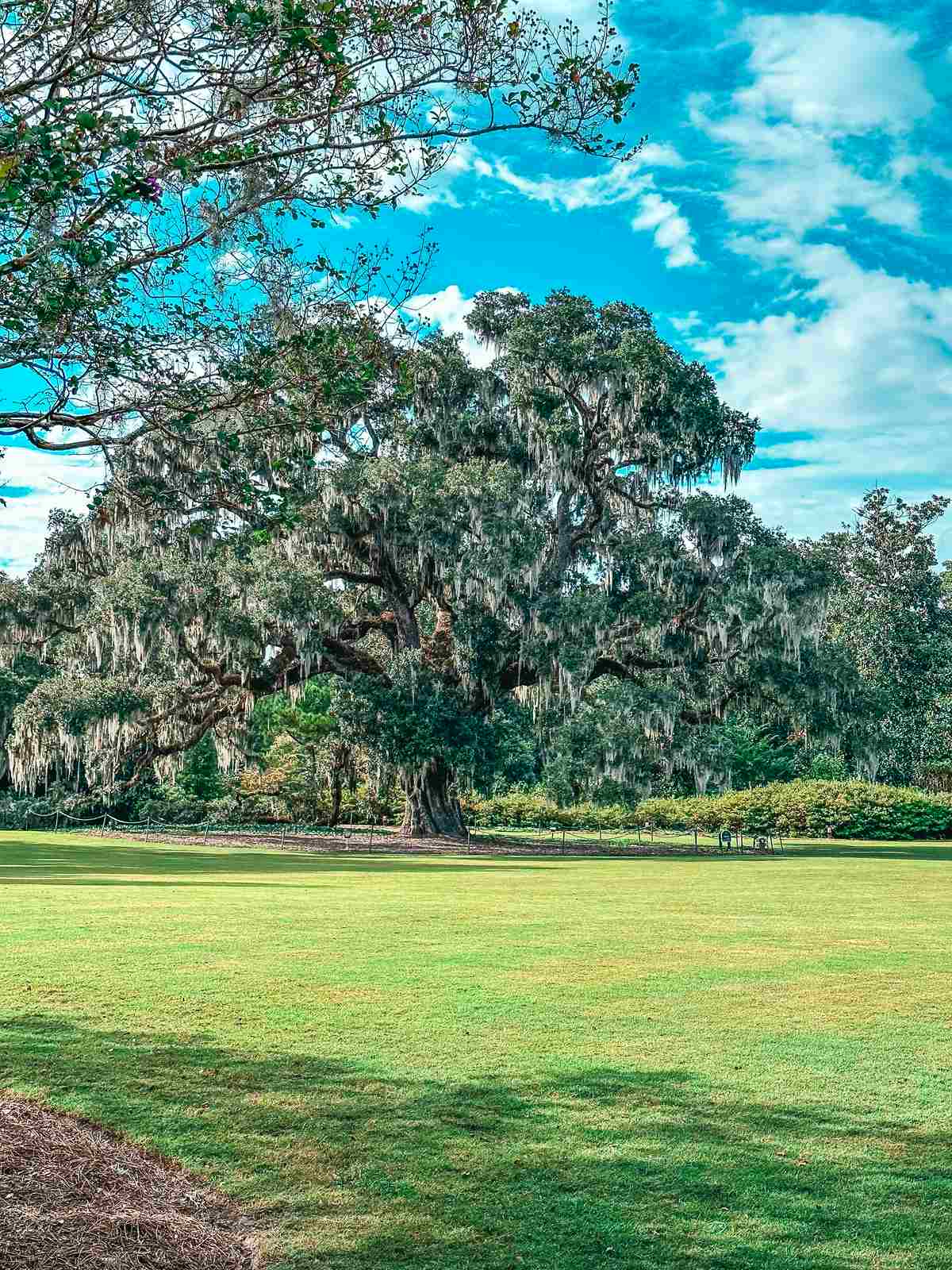 Airlie Oak at Airlie Gardens in Wilmington