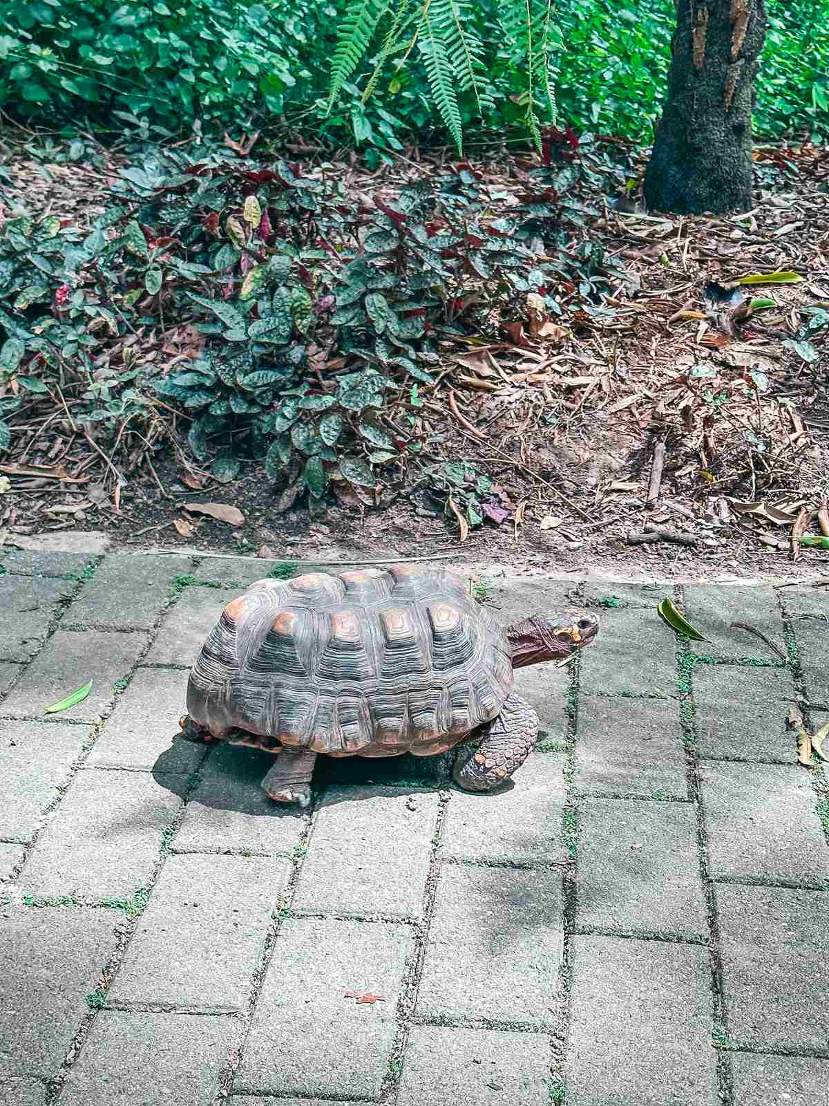 Tortoise at Medellin Botanical Garden