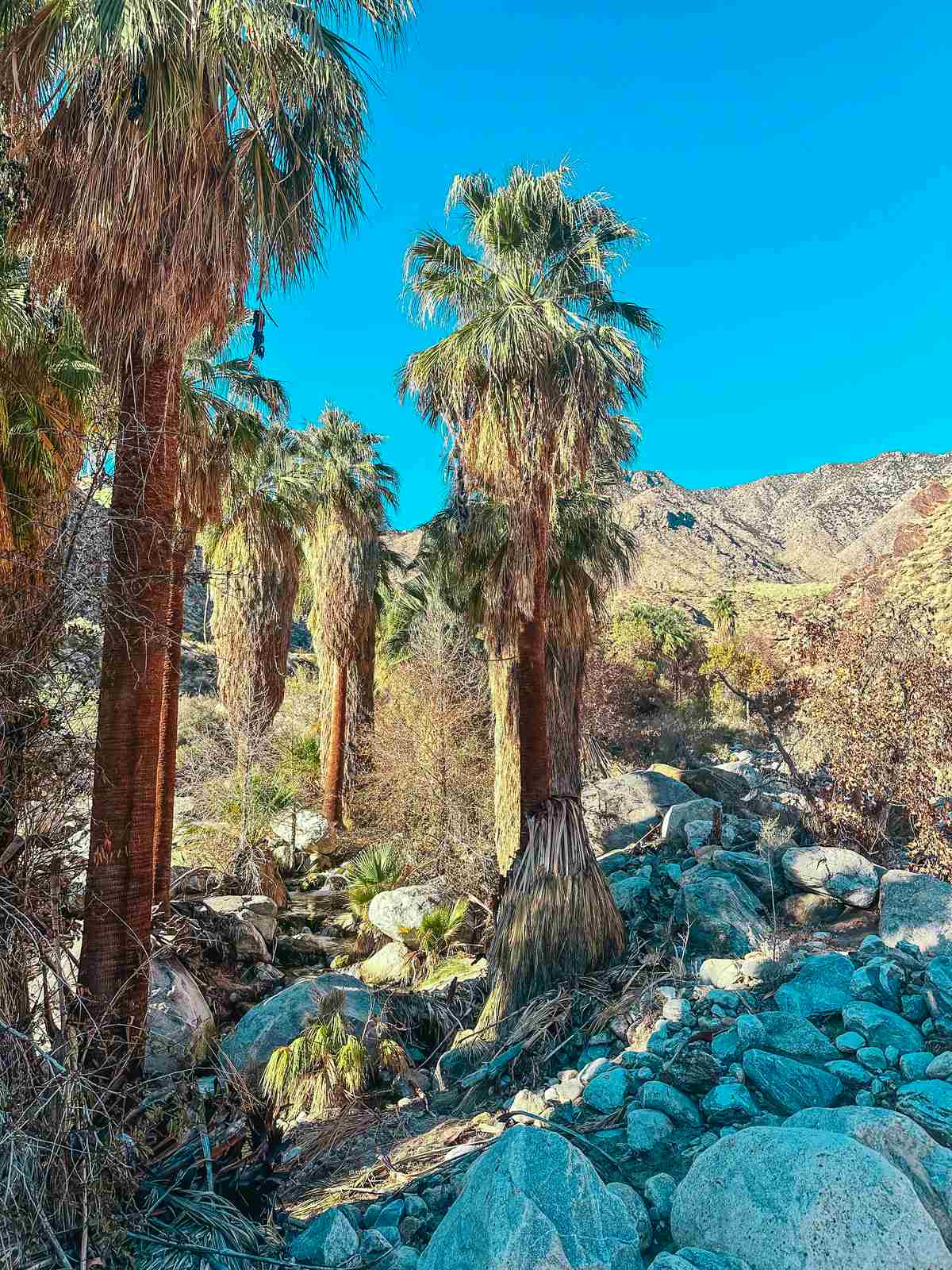 Andreas Canyon Palm Springs Trail hike