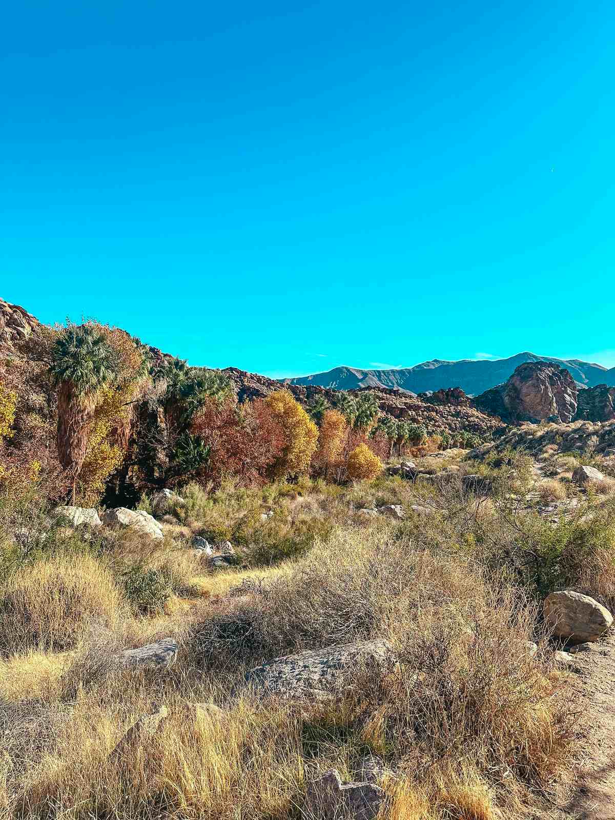 Andreas Canyon Palm Springs Trail views