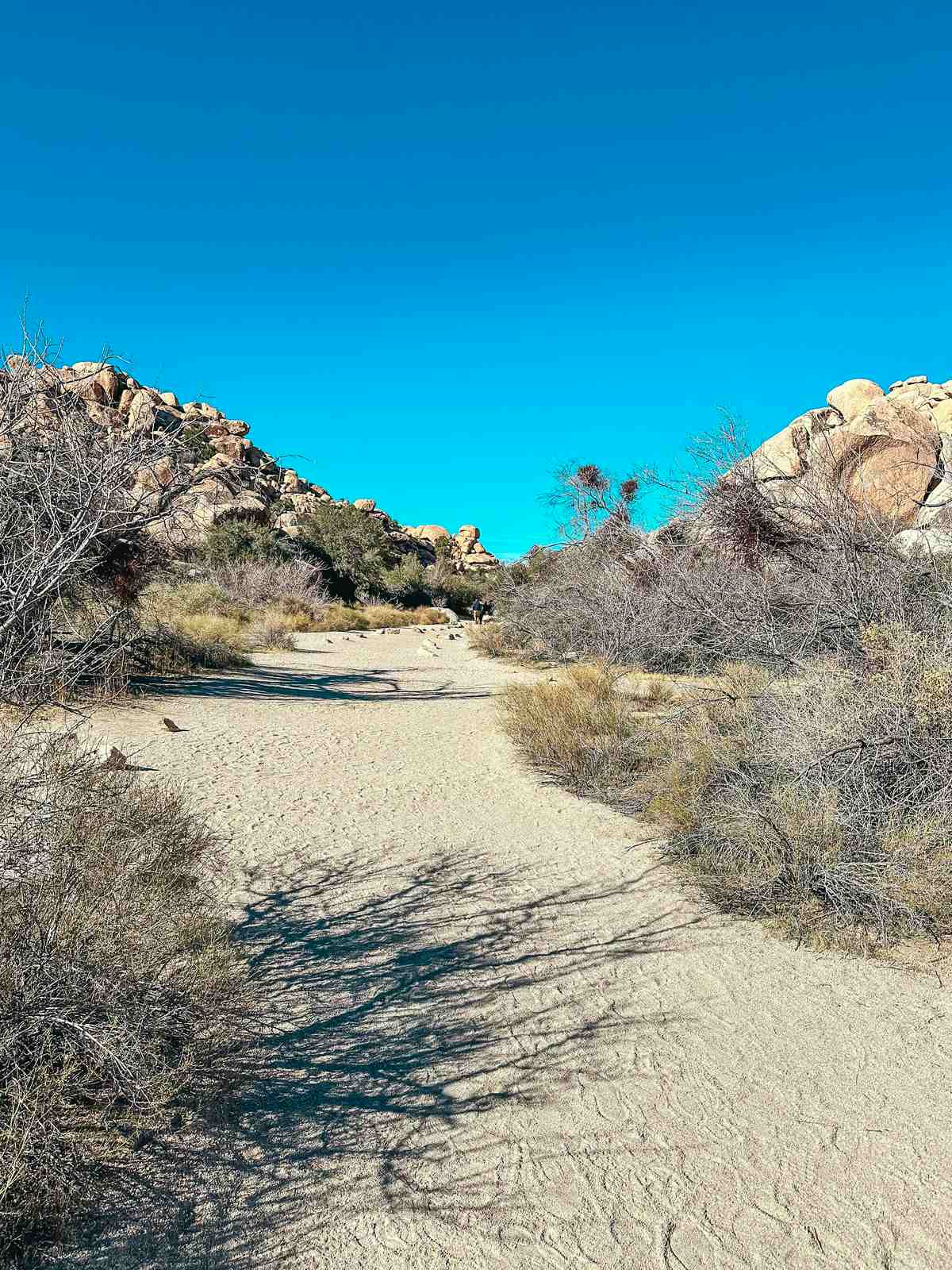 Barker Dam trail in Joshua Tree National Park