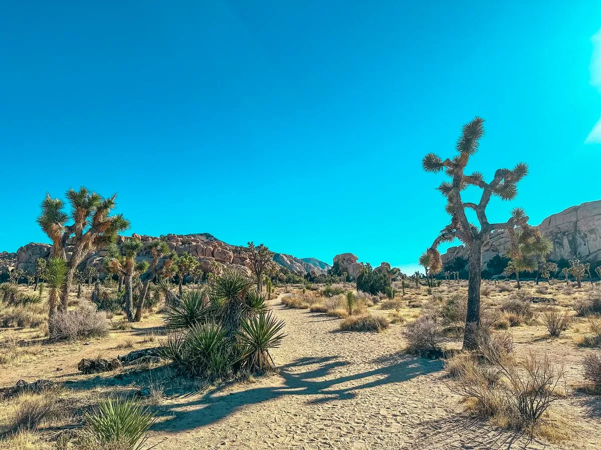 Joshua Tree National Park in California