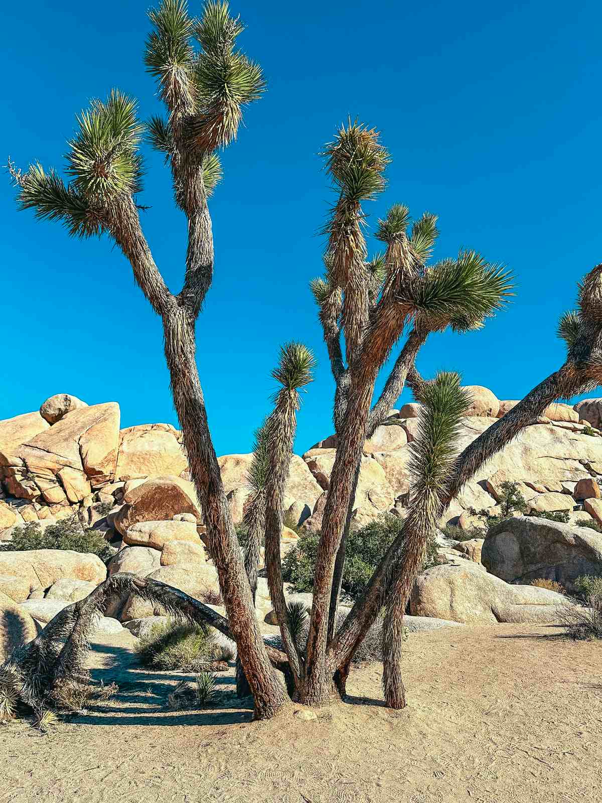 Joshua Trees in Joshua Tree National Park