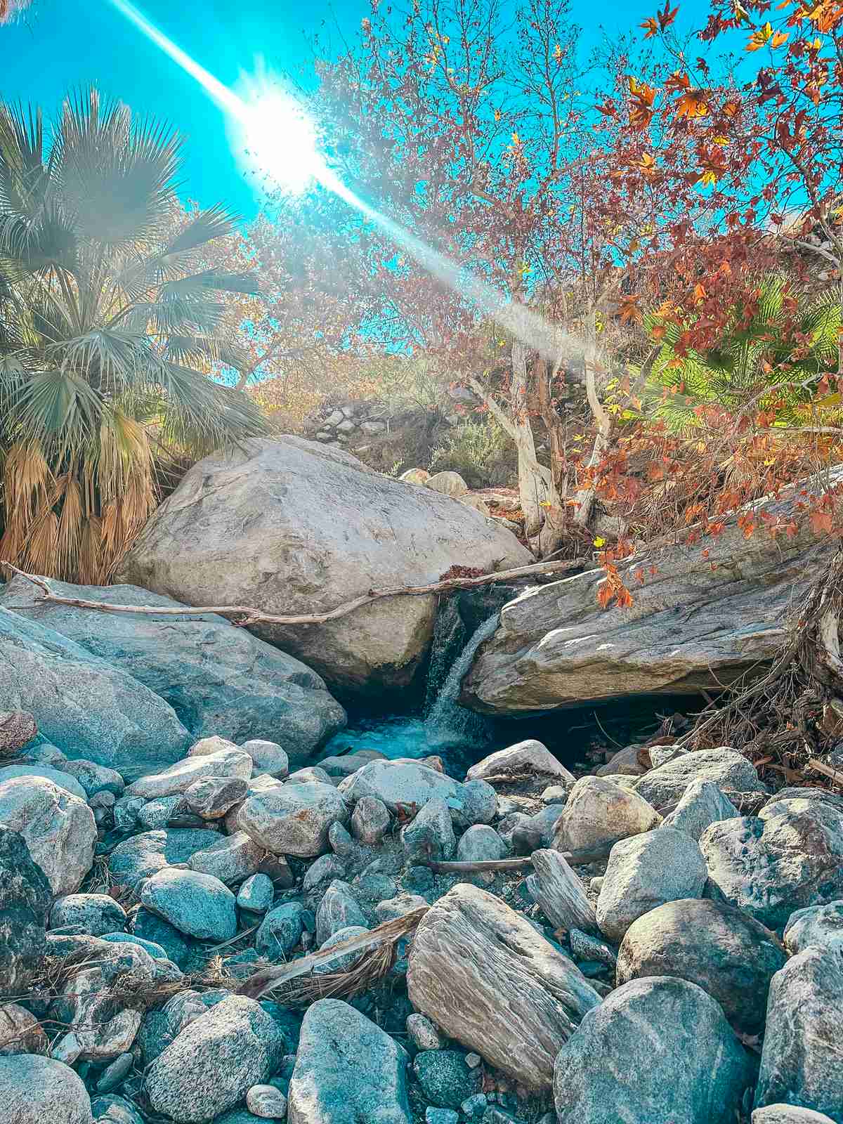 The Andreas Canyon Palm Springs Trail