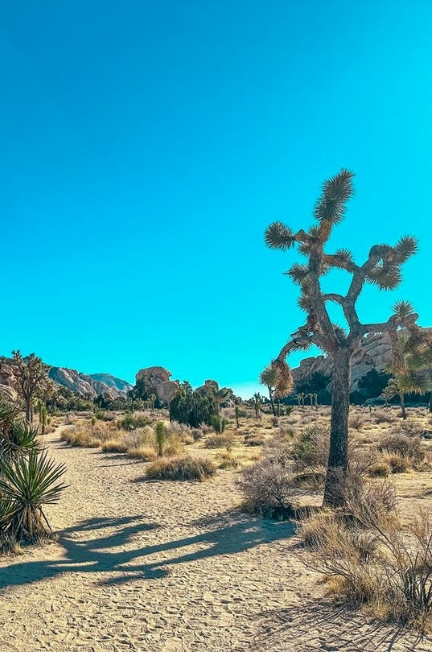 Joshua Tree Day Trip: A Desert Paradise