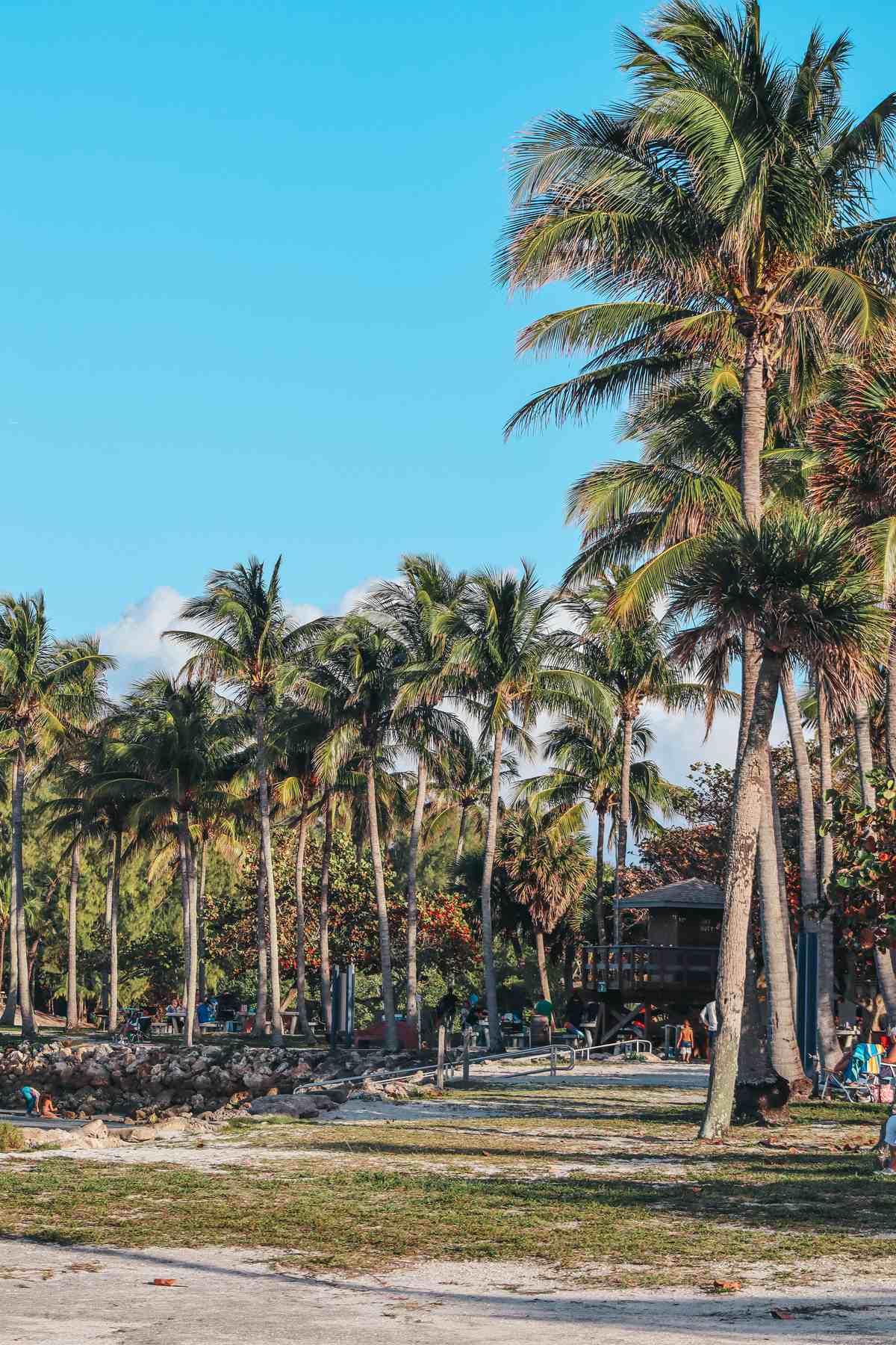 Beautiful palms at DuBois Park in Jupiter