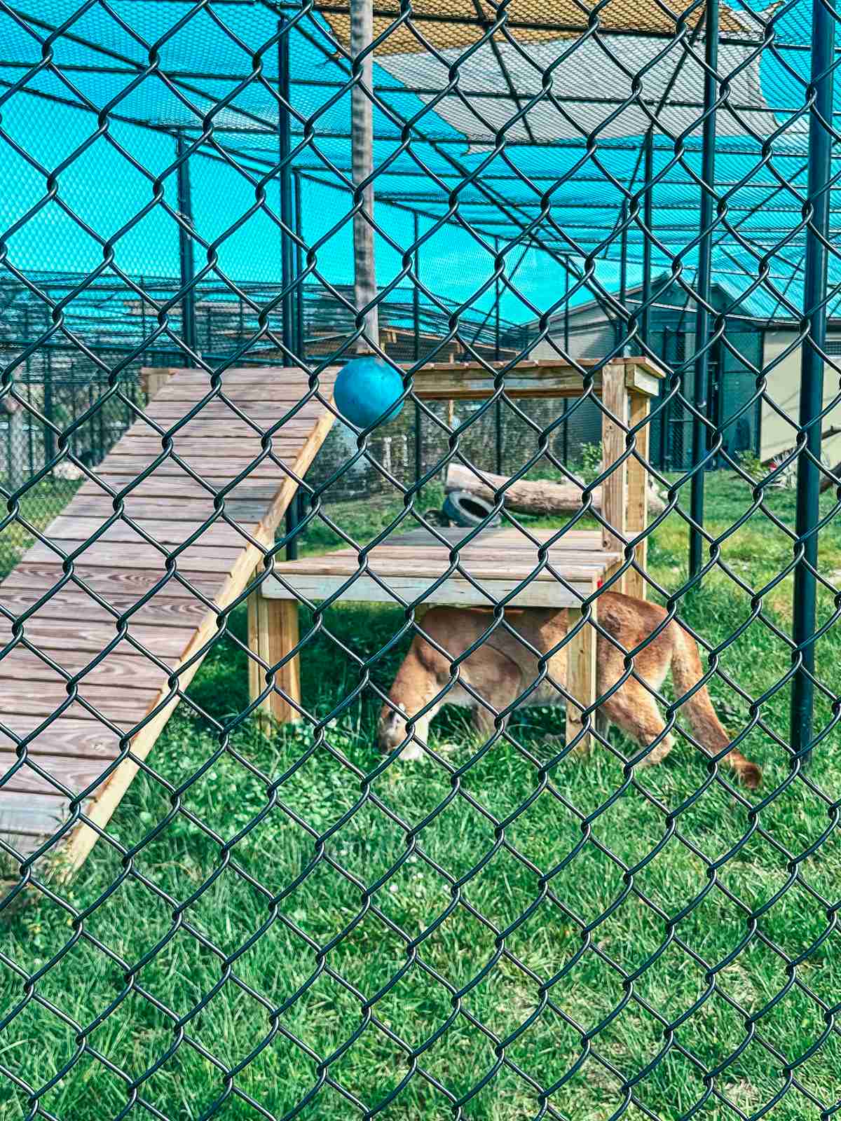 Bob cat at the Busch Wildlife Sanctuary in Jupiter