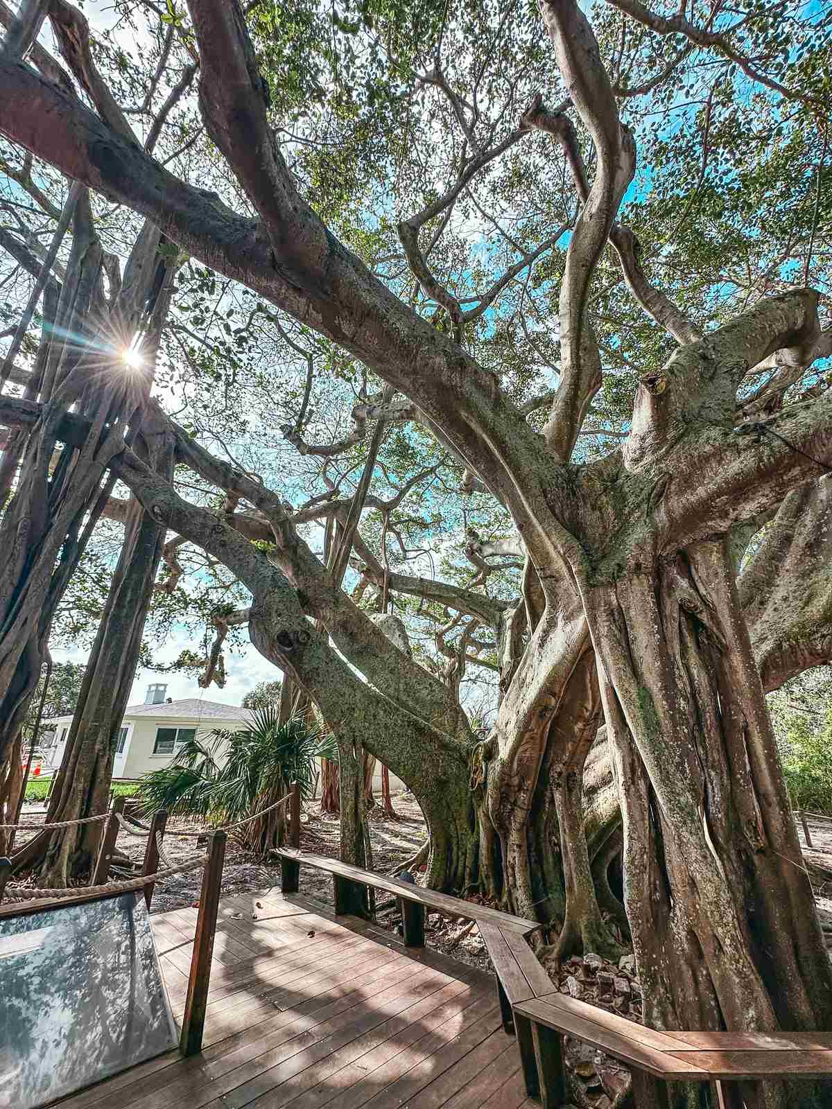 Ficus tree at the Jupiter Inlet Lighthouse and Museum