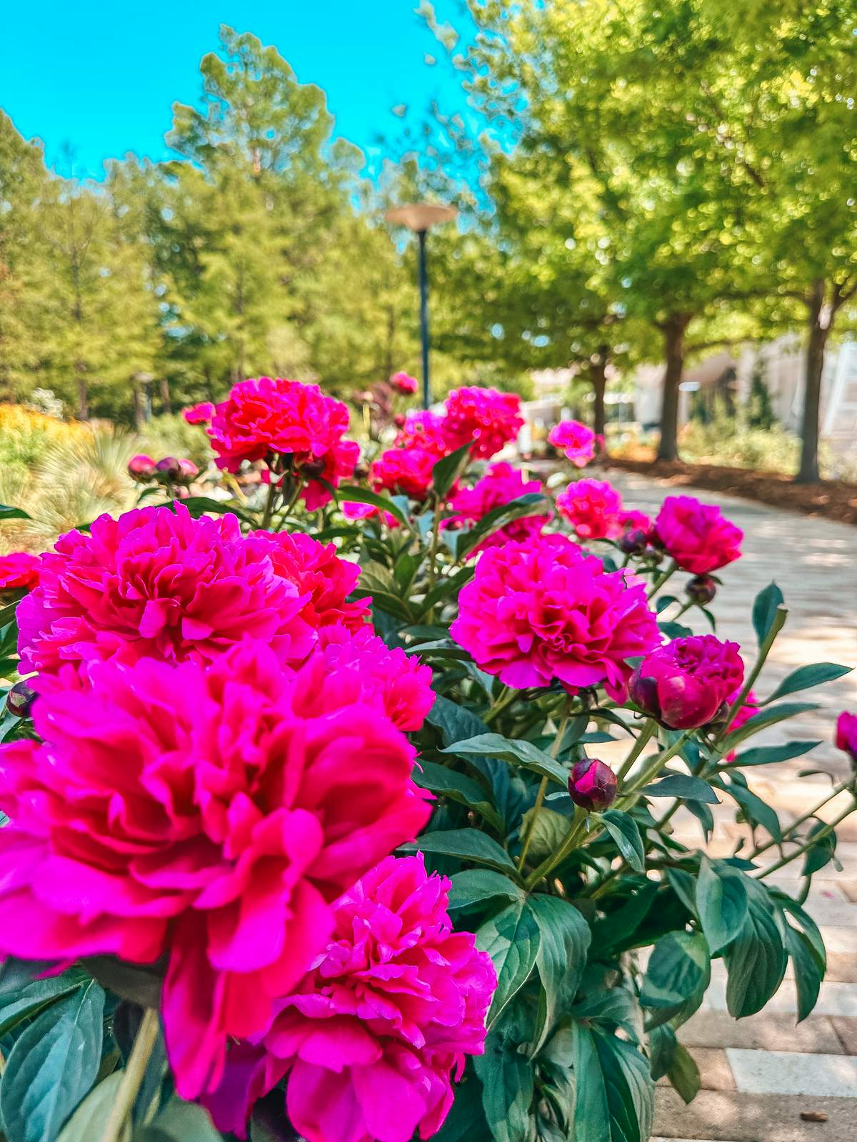 Flowers at the Myriad Botanical Gardens in Oklahoma City