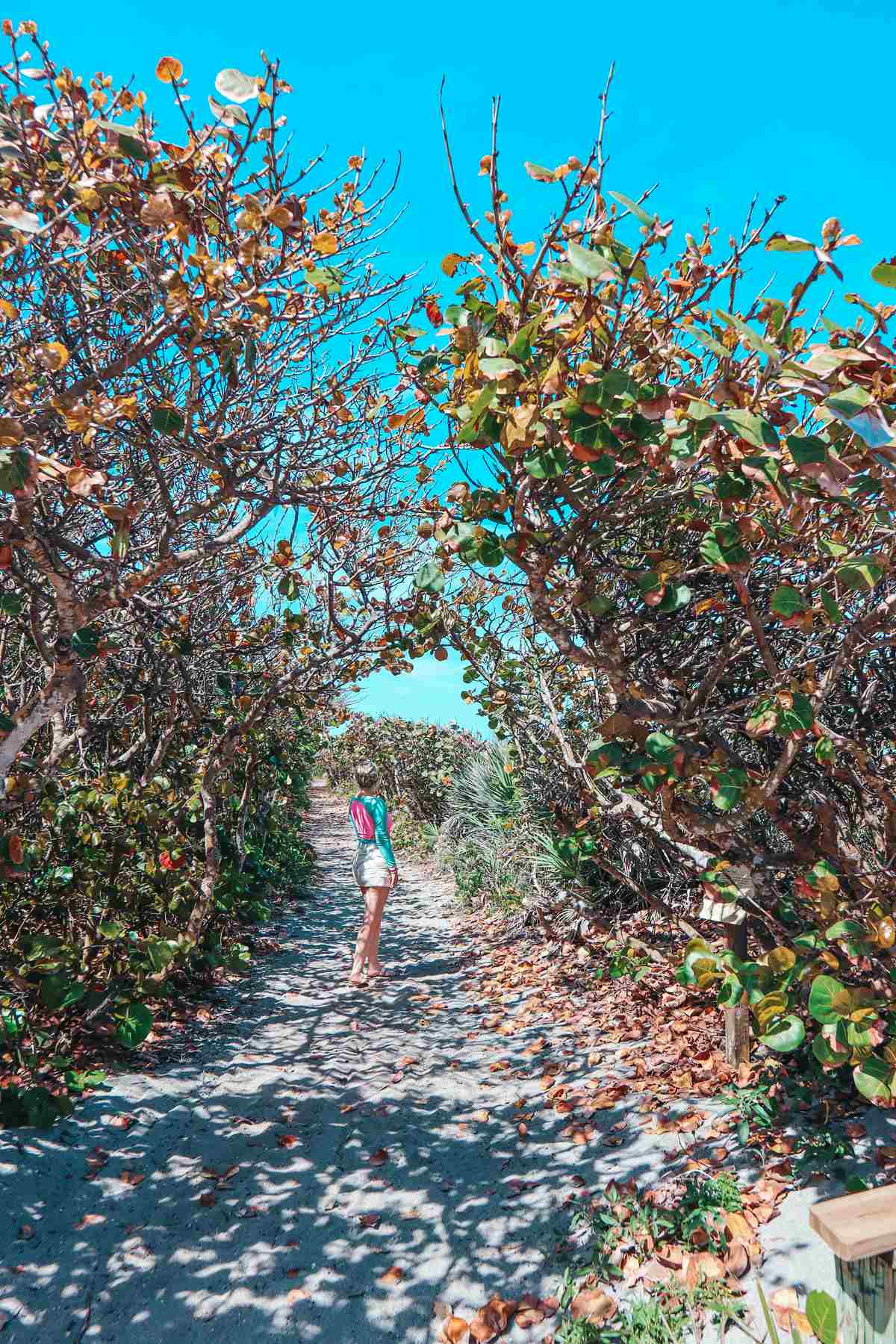 Mangroves at Blowing Rocks Preserve in Jupiter