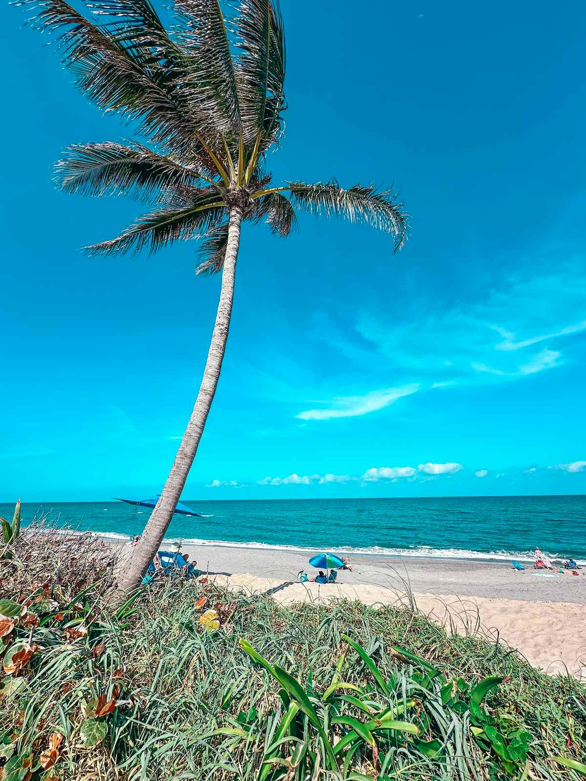 Palm and beach at Coral Cove in Jupiter Florida