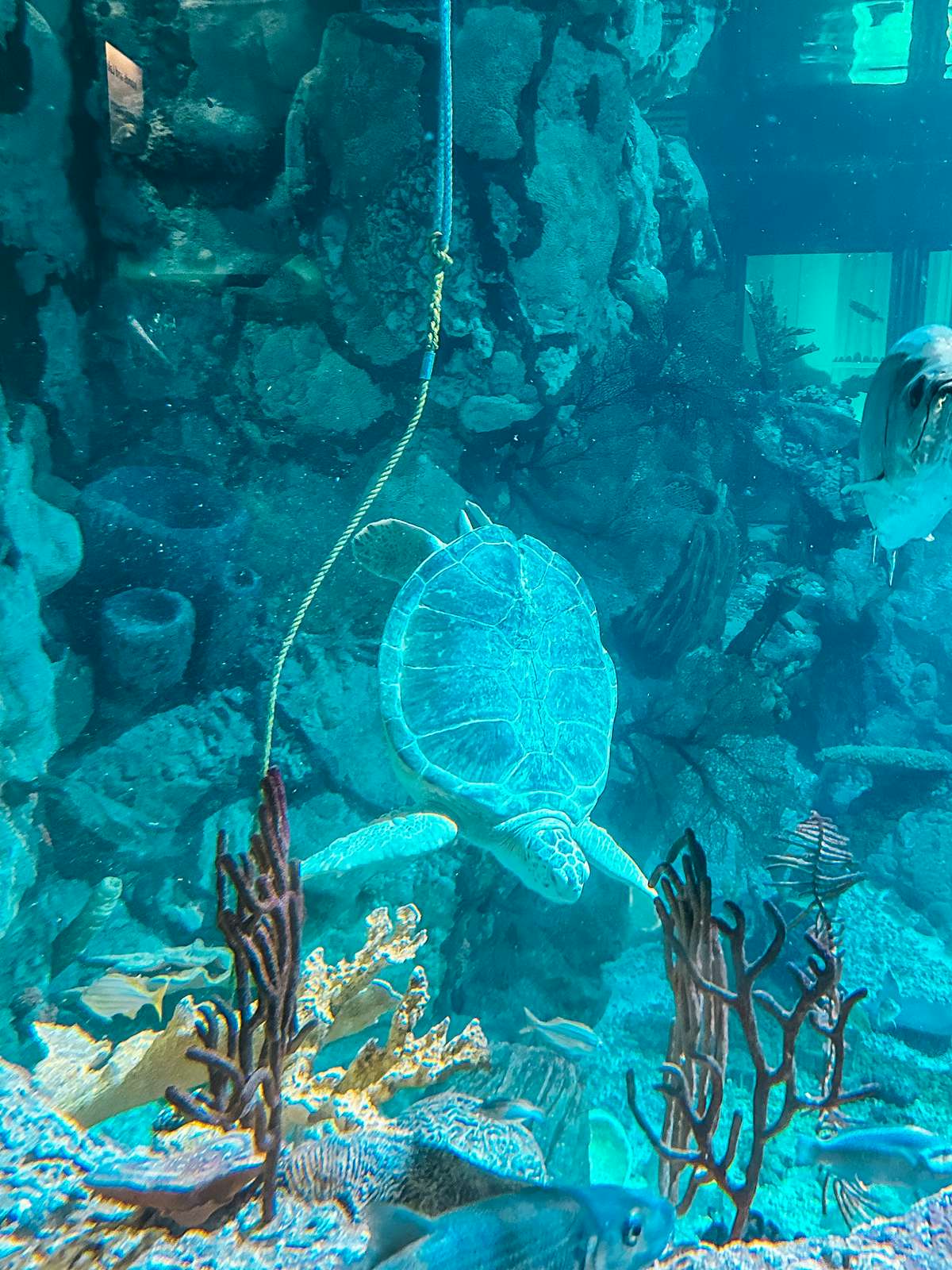Sea turtle at the Shedd Aquarium in Chicago
