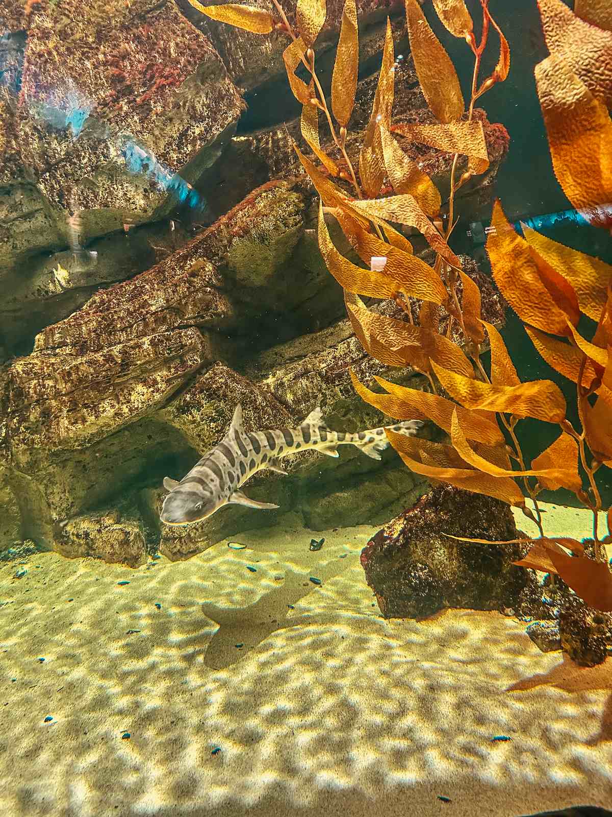 Shark at the Shedd Aquarium in Chicago