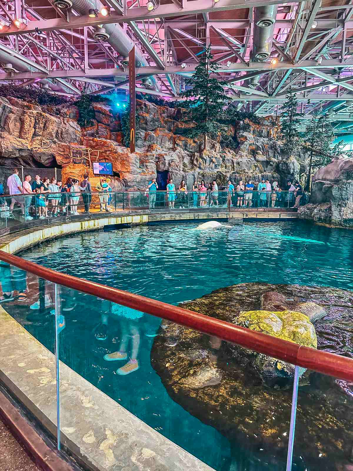 The Shedd Aquarium in Chicago