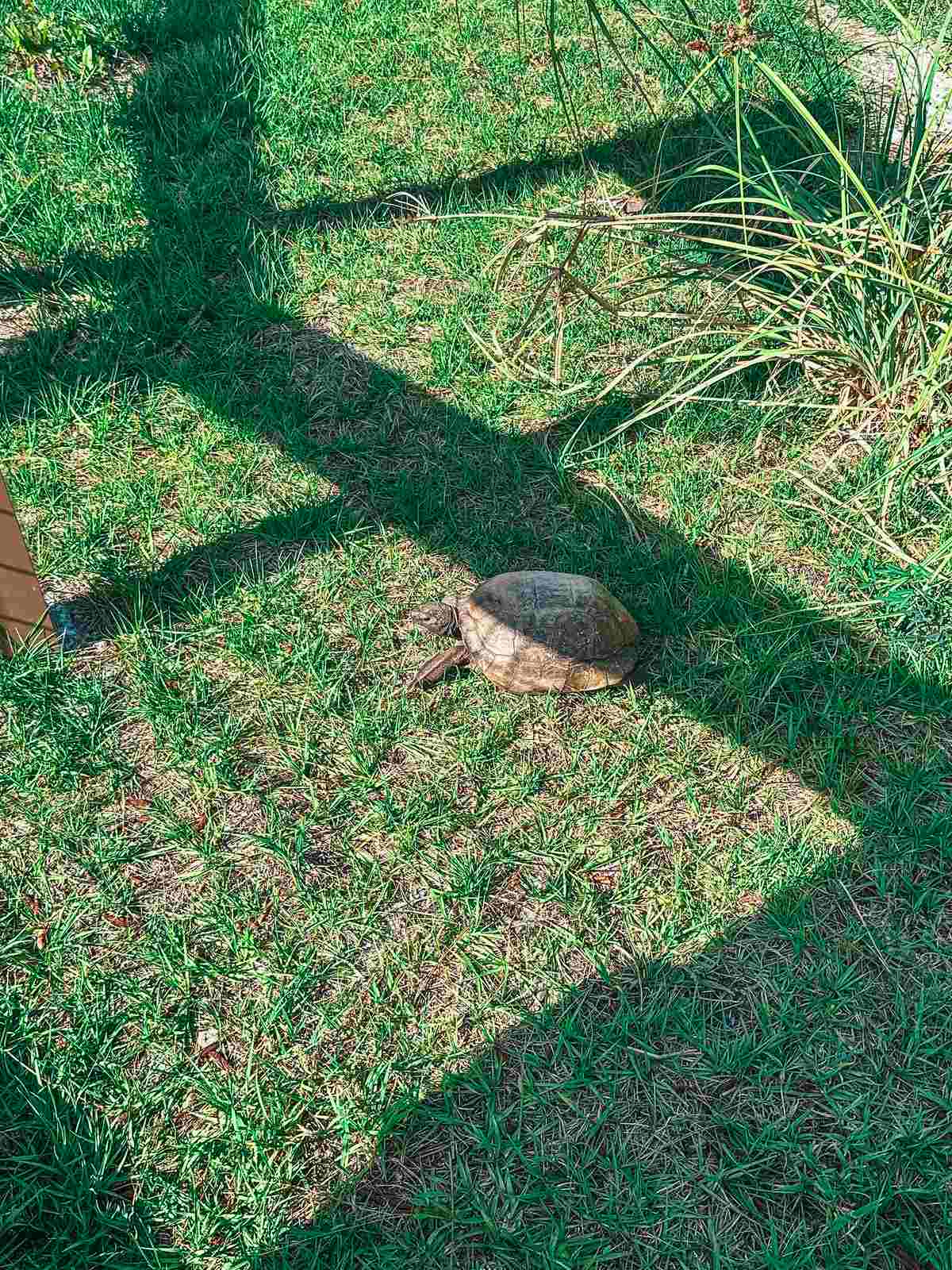 Tortoise at the Busch Wildlife Sanctuary in Jupiter
