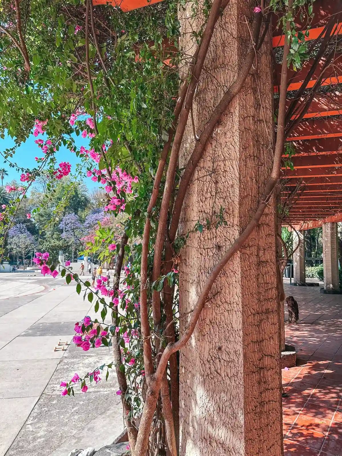 Flowers blooming at Parque Mexico in Mexico City