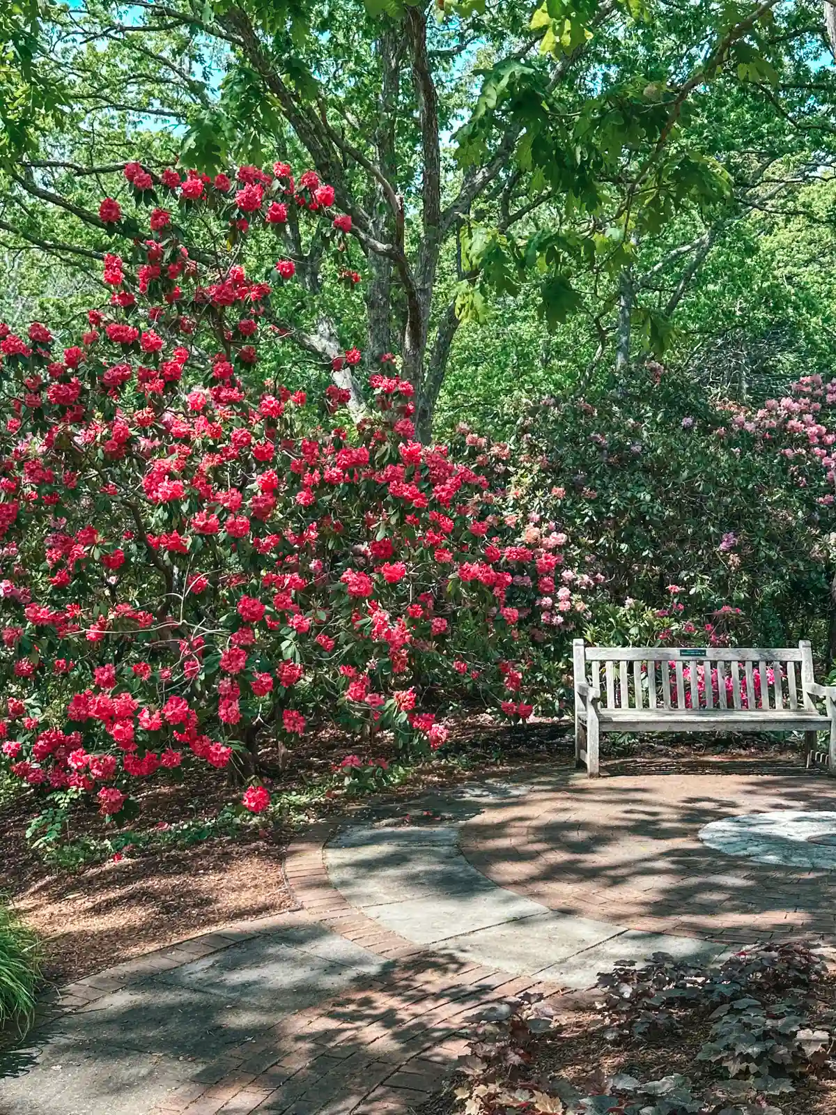 Beautiful pink blooms and bench seating at Heritage Museums & Gardens in Sandiwch