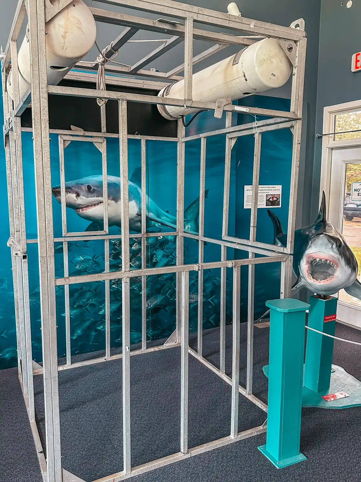 Cage photo op at Atlantic White Shark Conservancy (AWSC) Shark Center in Charham