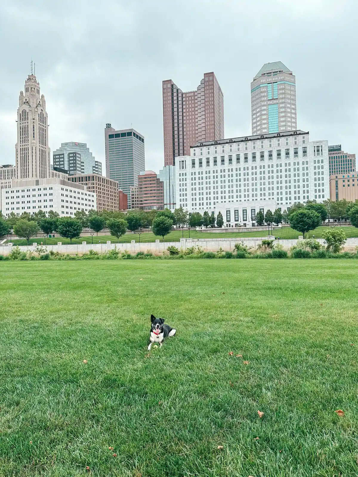 Dog playing in grass at Scioto Mile in Columbus Ohio