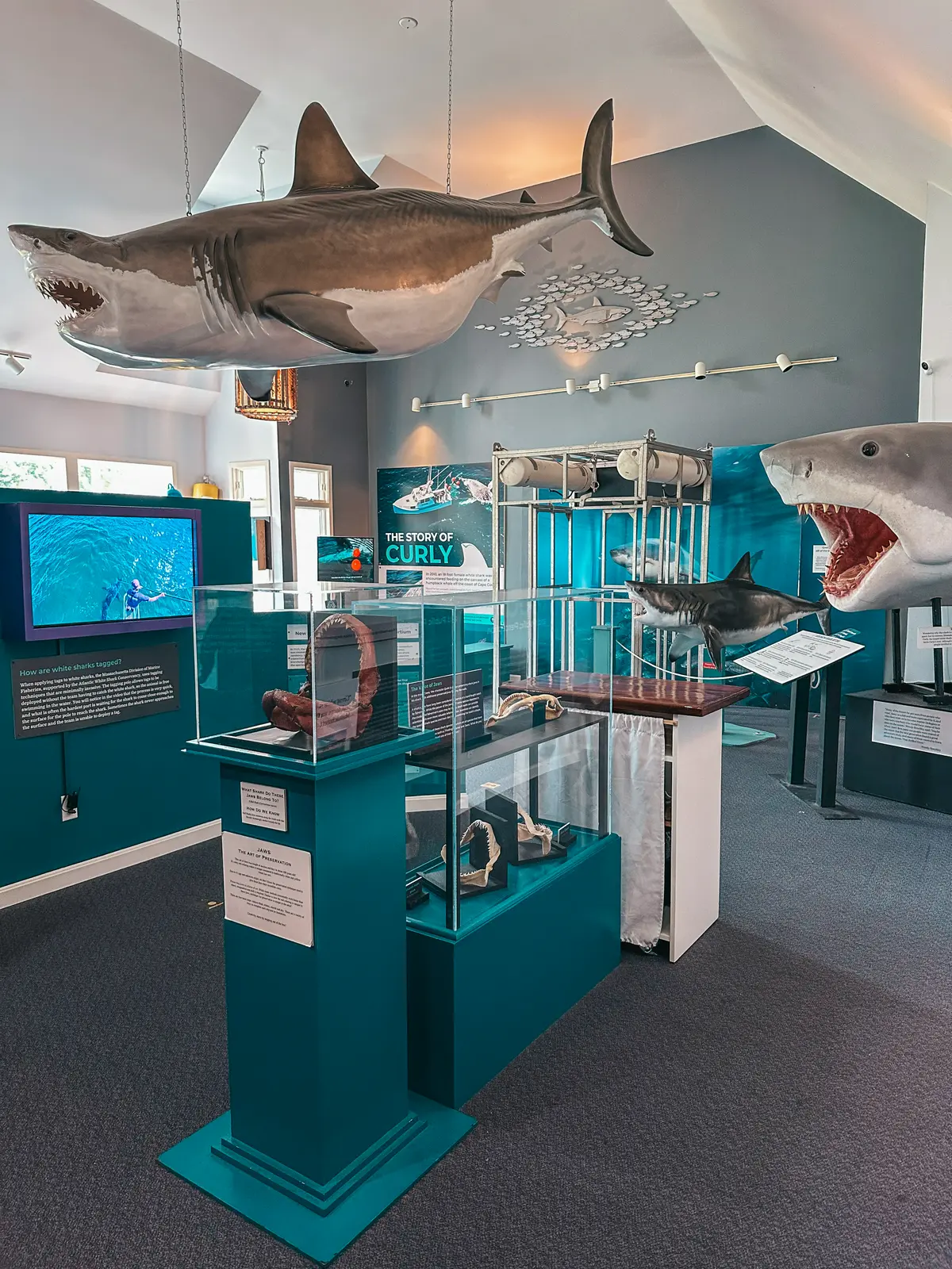 Exhibits at Atlantic White Shark Conservancy Shark Center in Chatham