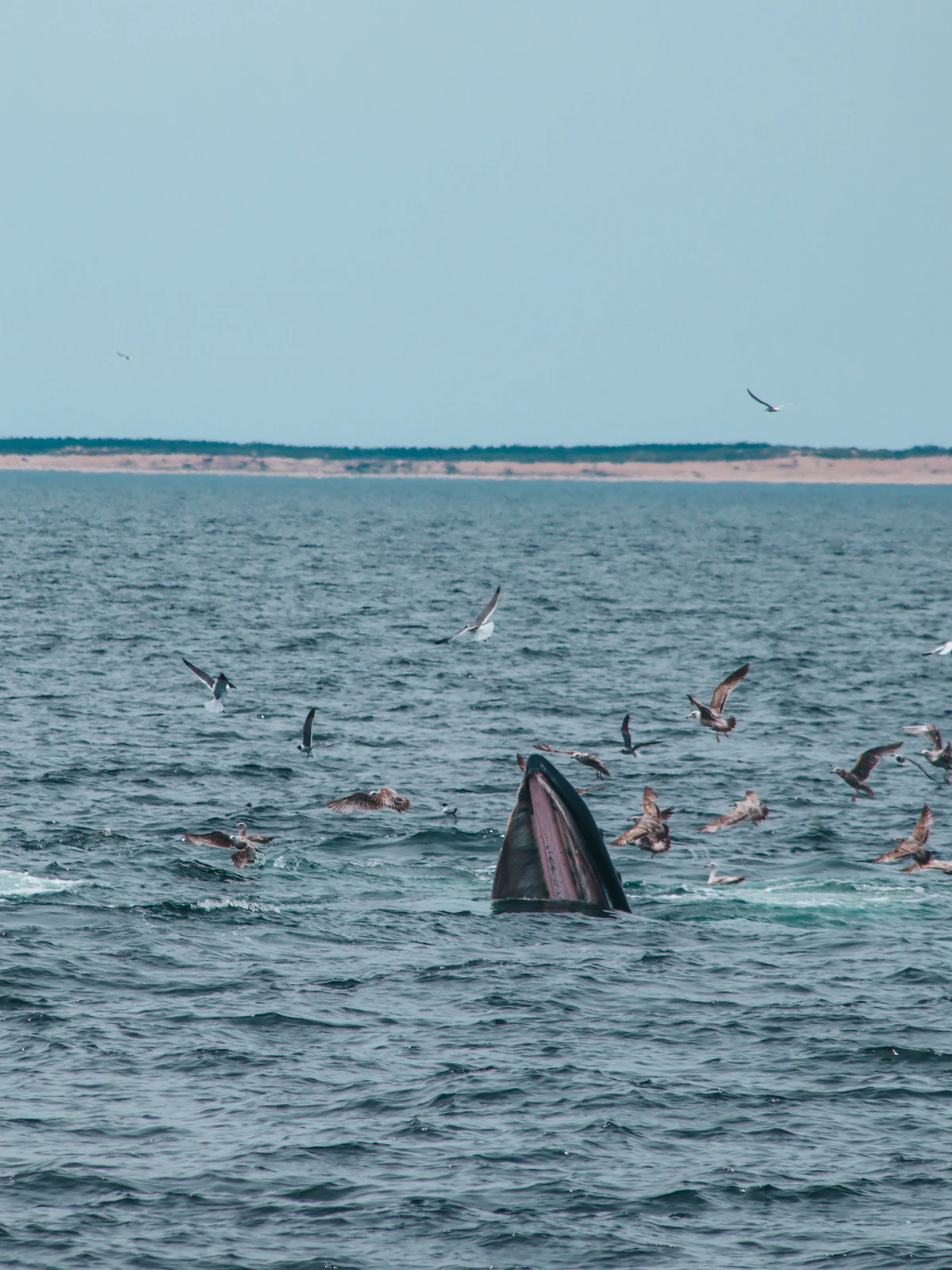 Humpback whale feeding seen from whale watching cruise from Hyannis