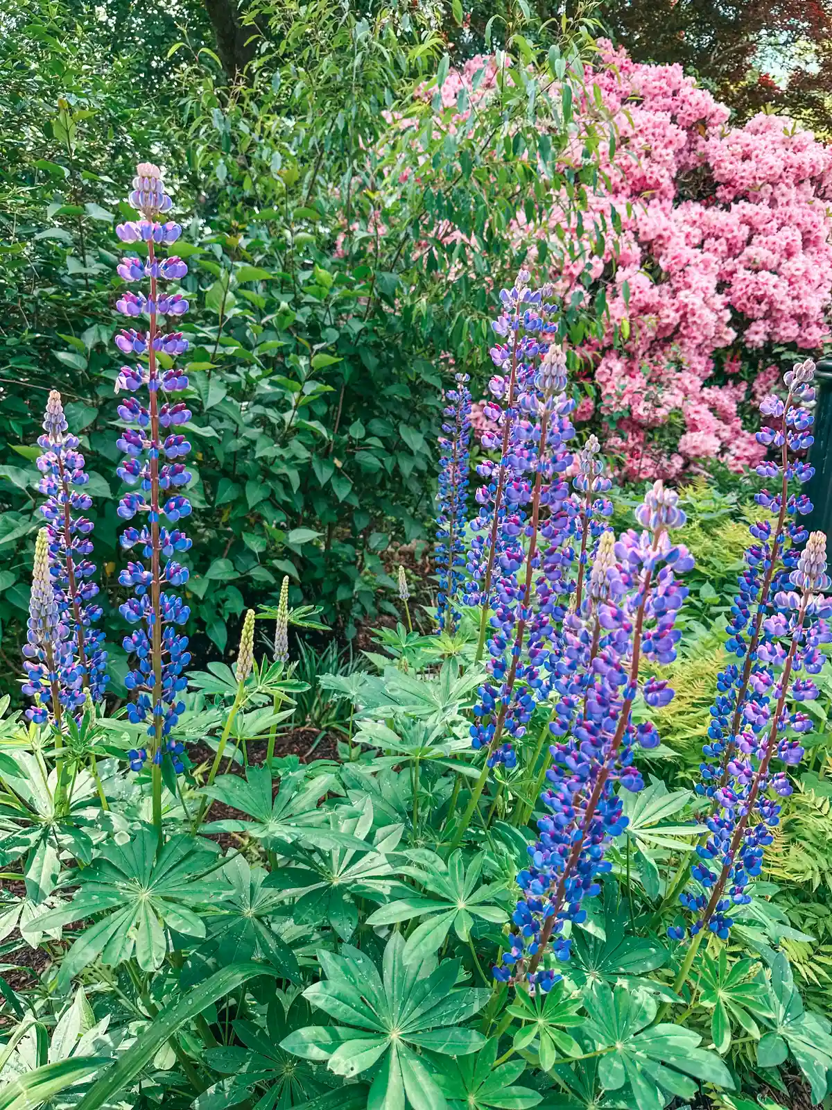 Pink and purple flowers blooming at Heritage Museums & Gardens on Cape Cod