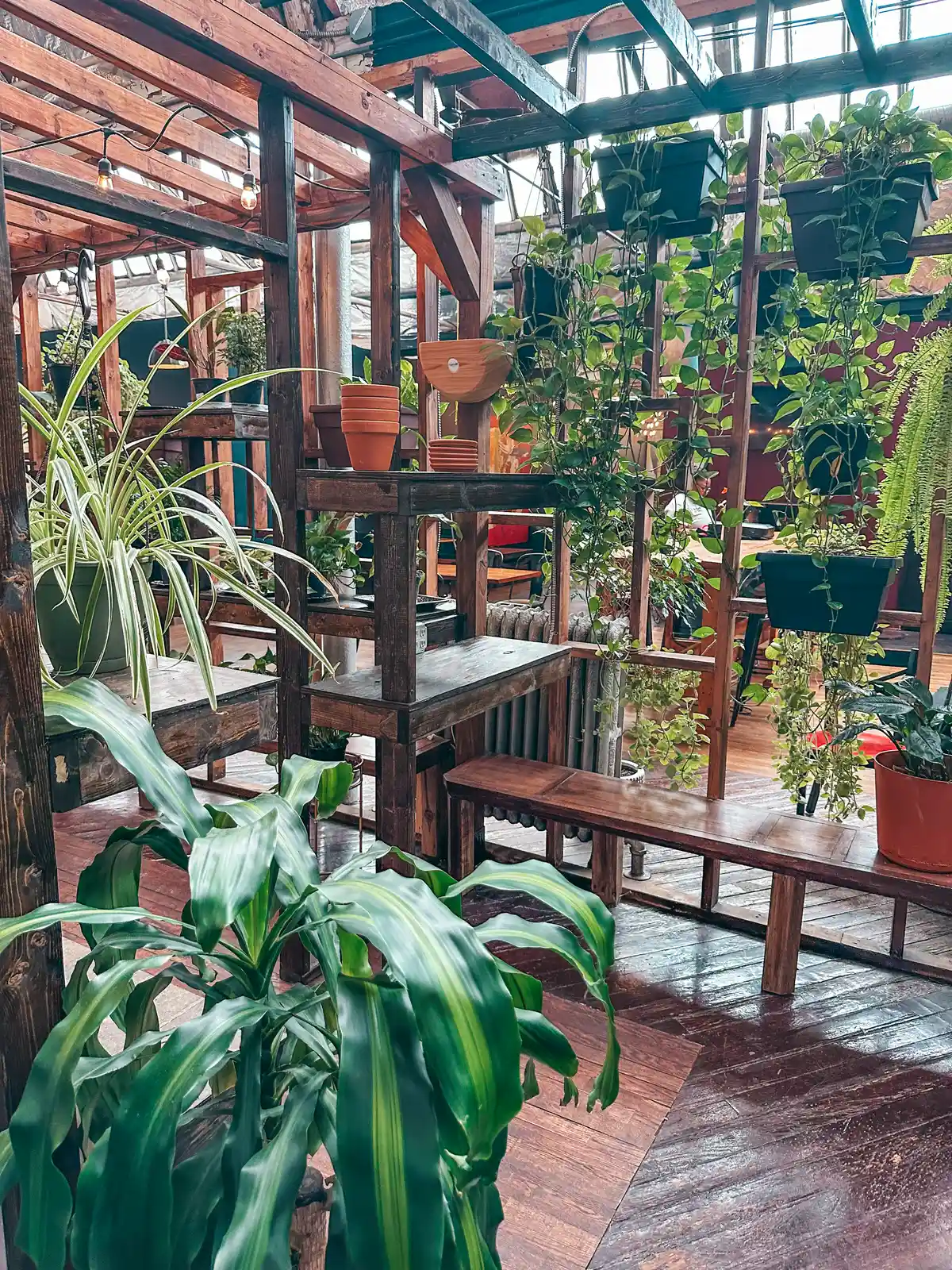 Plant aesthetic at Earth Coffeehouse in Toledo Ohio