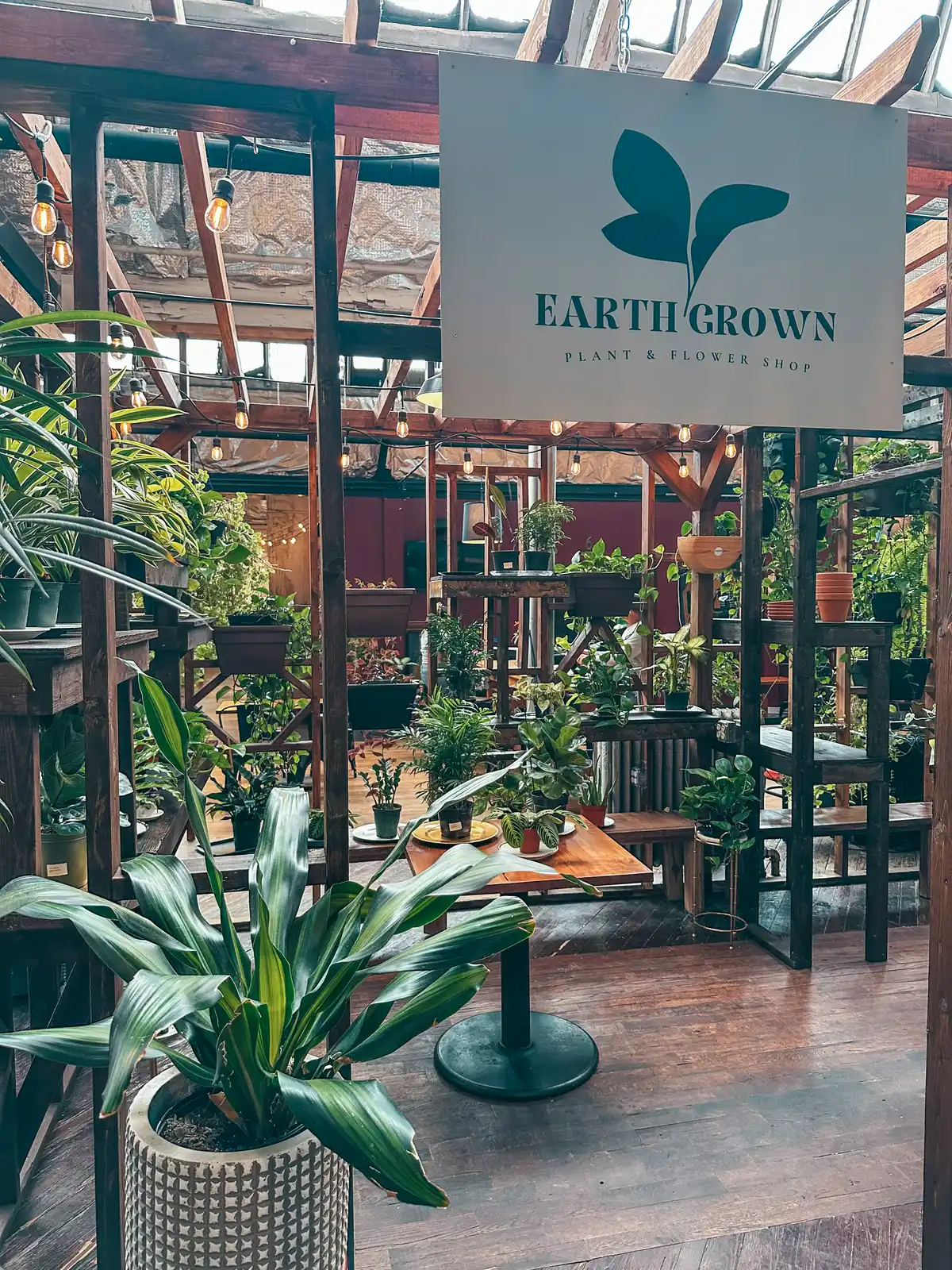 Plants at Earth Coffeehouse in Toledo Ohio