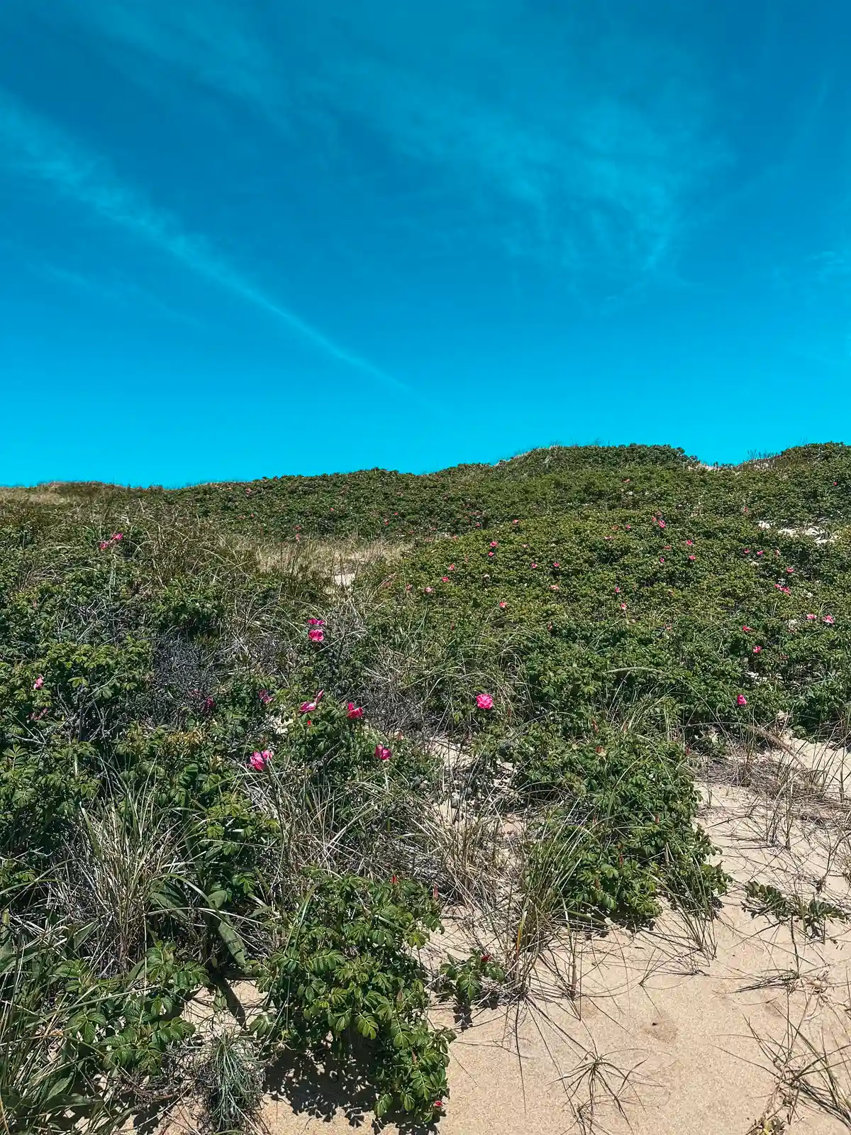 Roses and sand dunes throughout Cape Cod National Seashore in Provincetown