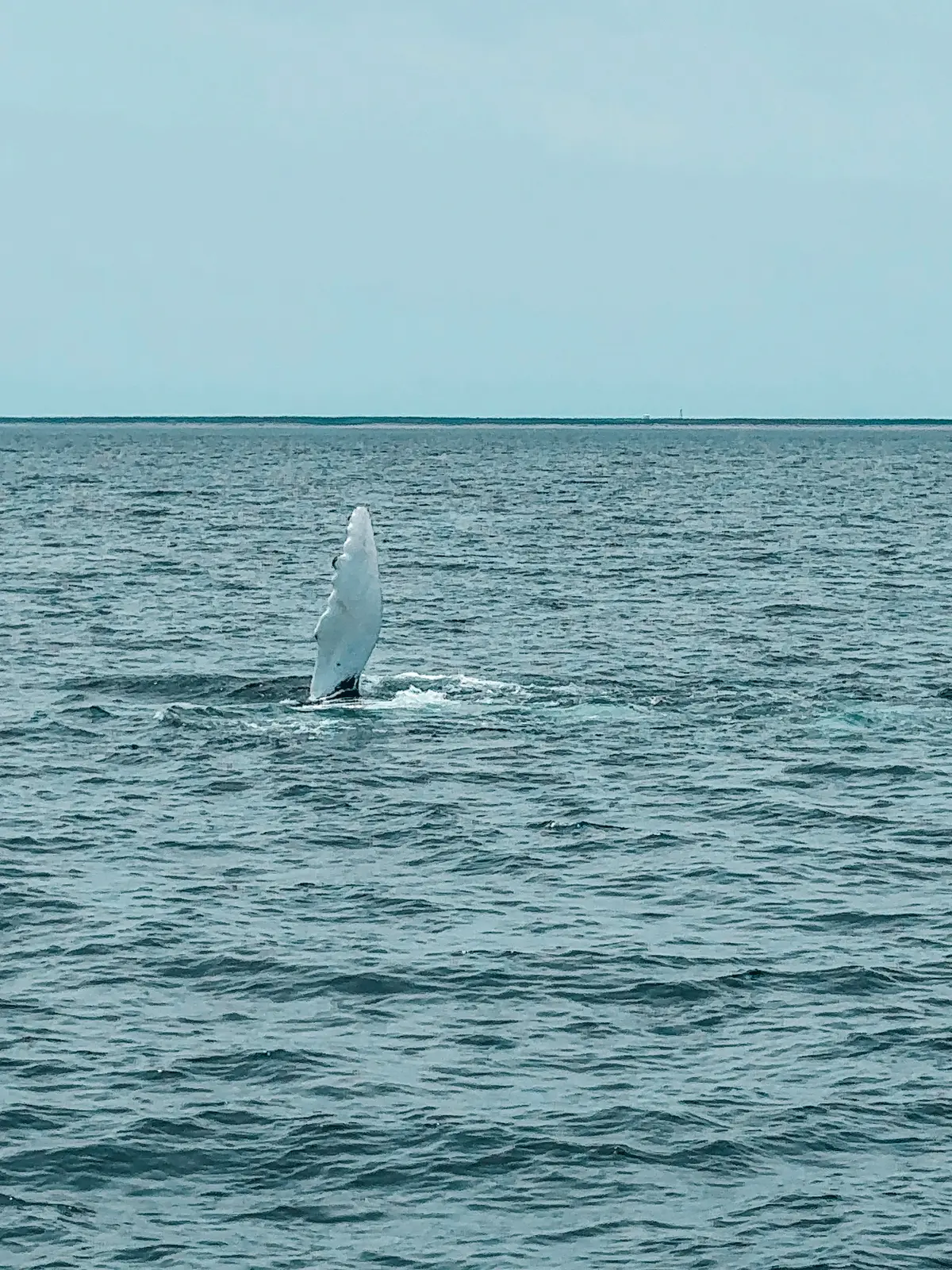 Whale fin up like a wave seen from whale watching cruise from Hyannis