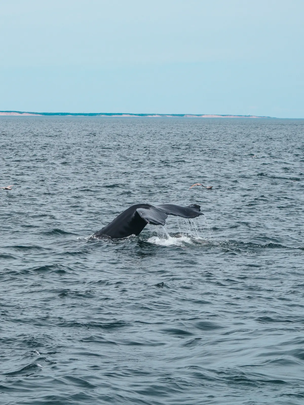 Whale tail on whale watching cruise from Hyannis