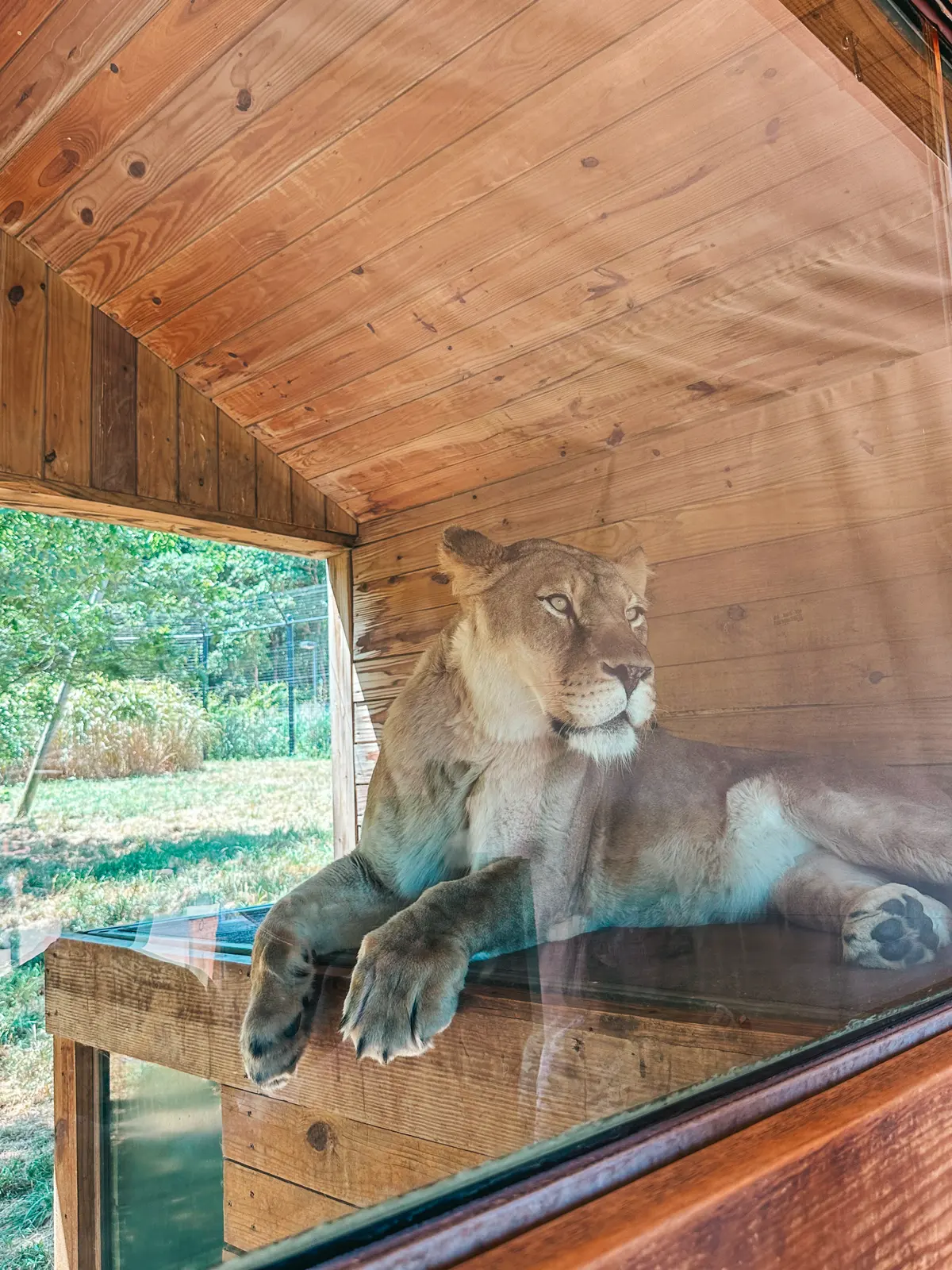 Lioness at the Akron Zoo in Ohio