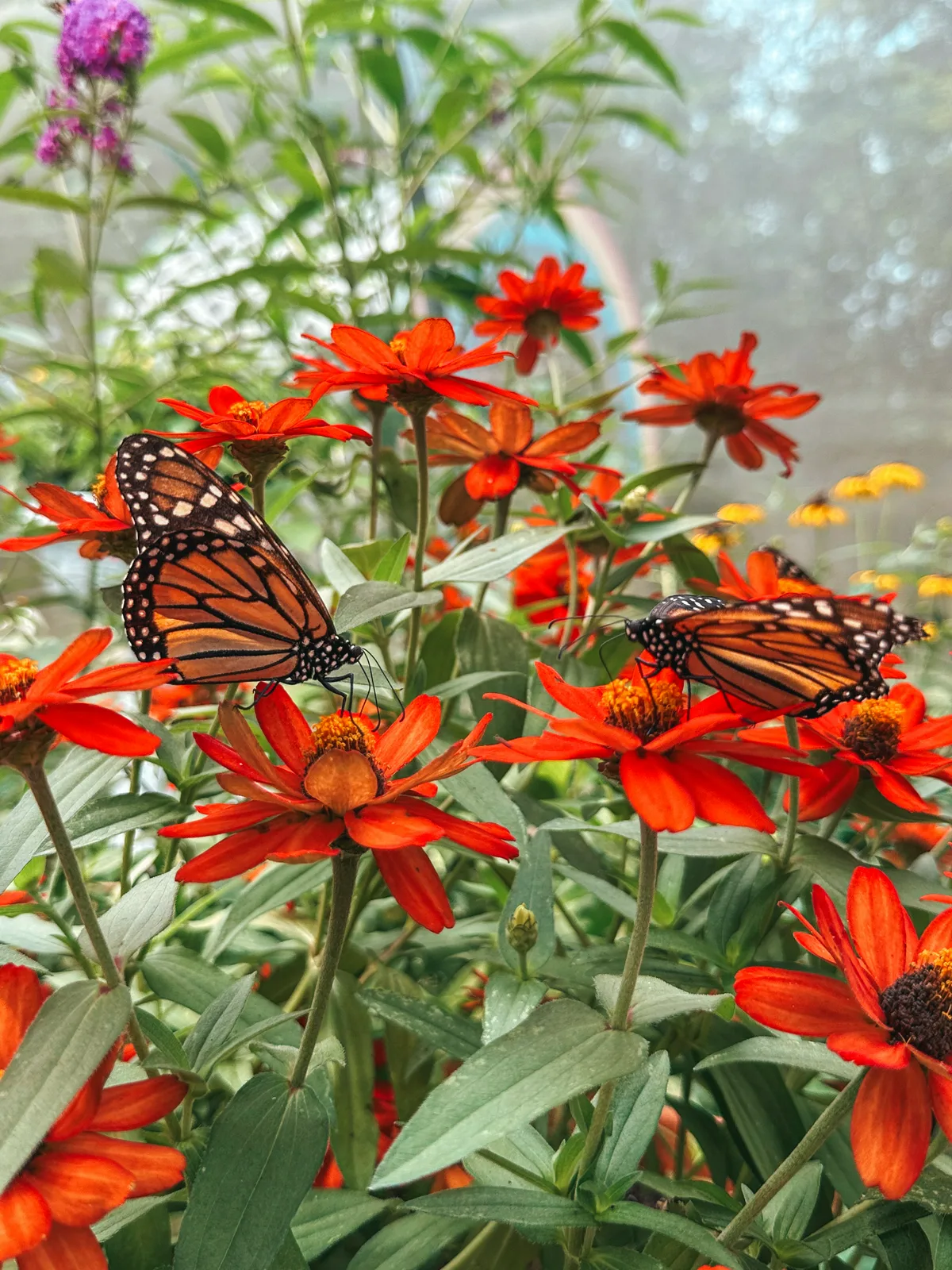 Monarch butterflies at Beech Creek Botanical Garden and Nature Preserve near Canton Ohio