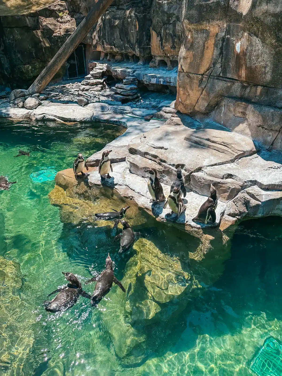 Penguins at the Akron Zoo in Ohio