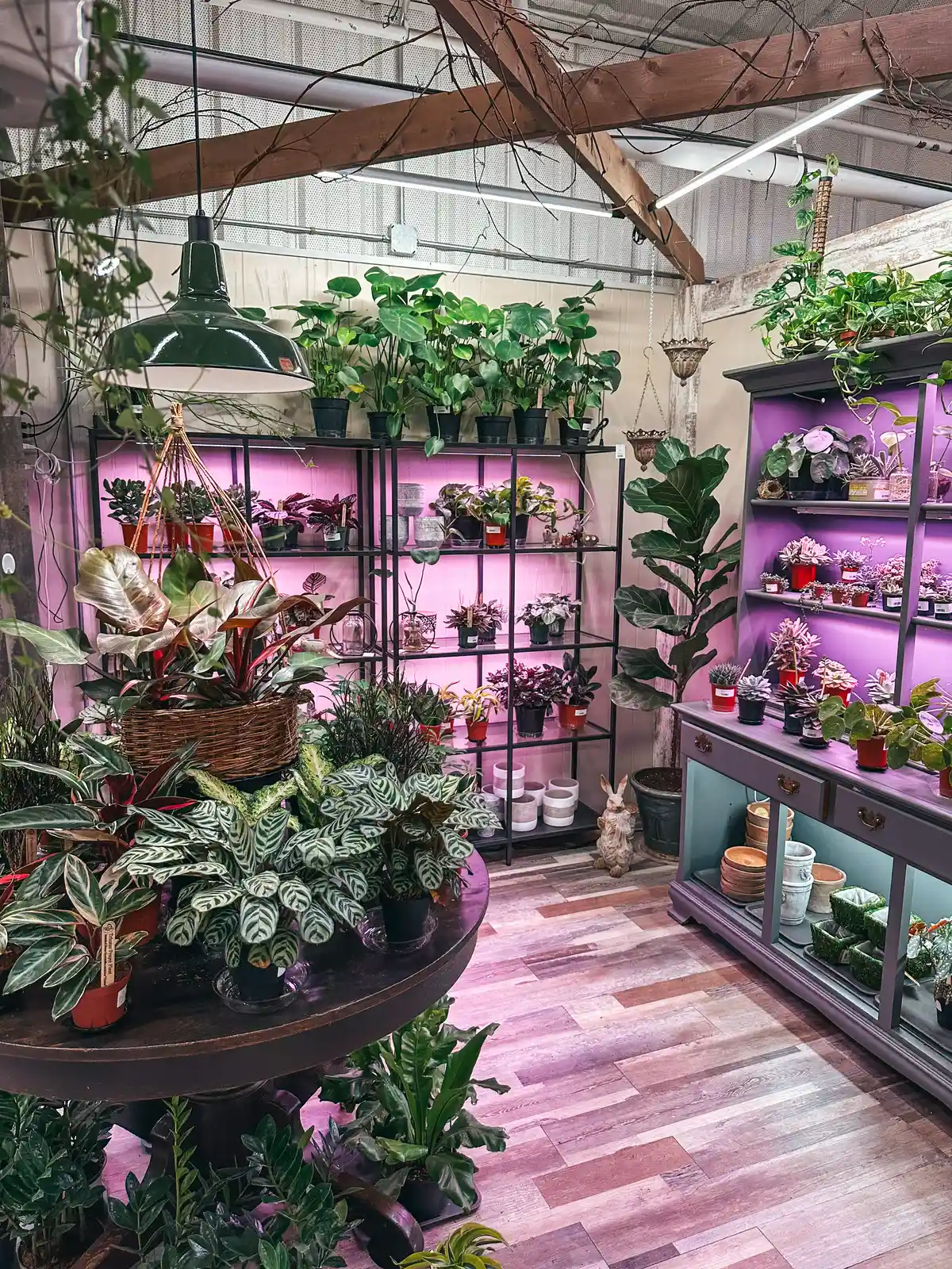 Plant booth at Hartville Marketplace and Flea Market in Hartville Ohio