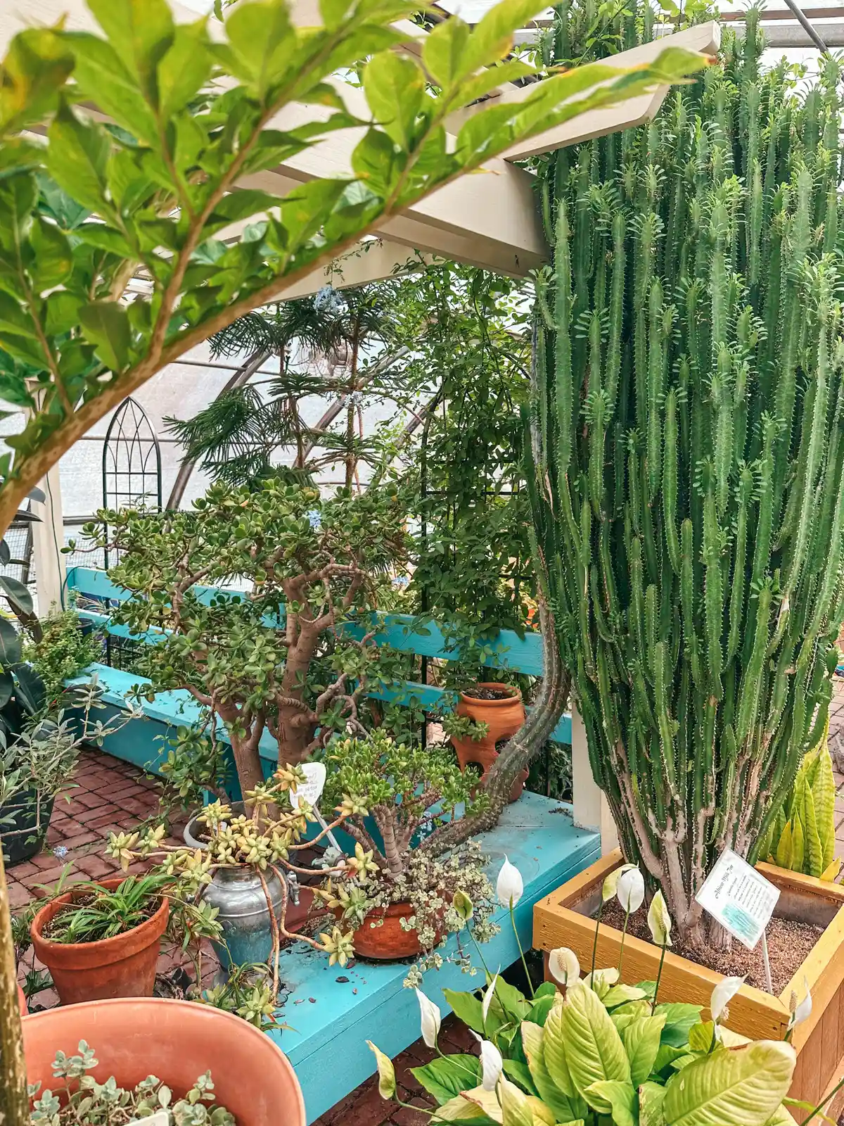Plants inside garden at Beech Creek Botanical Garden and Nature Preserve near Canton Ohio