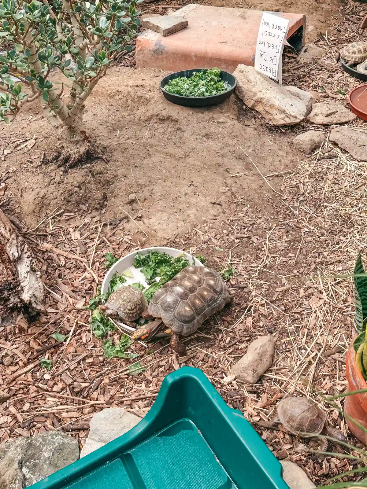 Tortoises at Beech Creek Botanical Garden and Nature Preserve near Canton Ohio