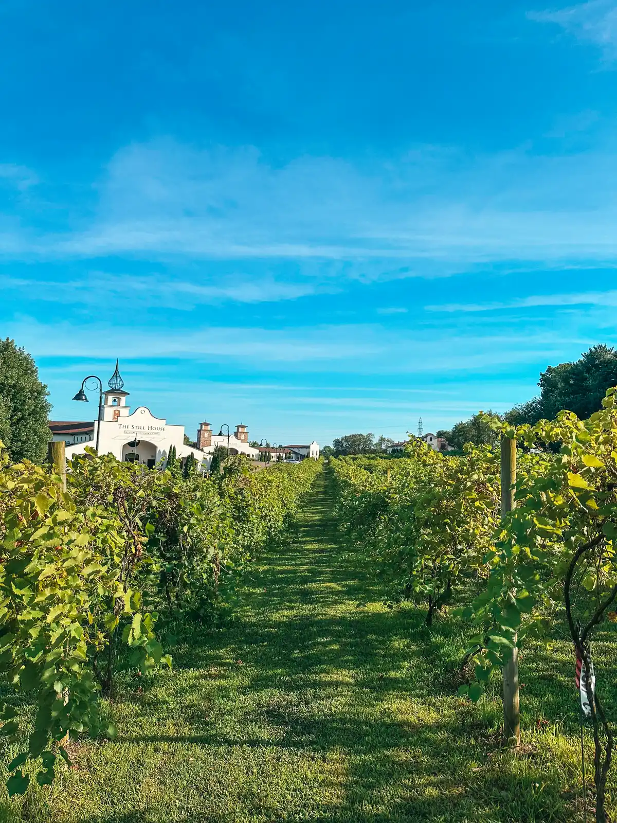 Vineyard area at Gervasi Vineyard in Canton Ohio