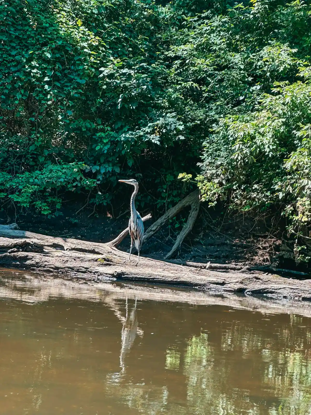 Wildlife spotting while kayaking with Paddle the River in Cuyahoga Falls Ohio