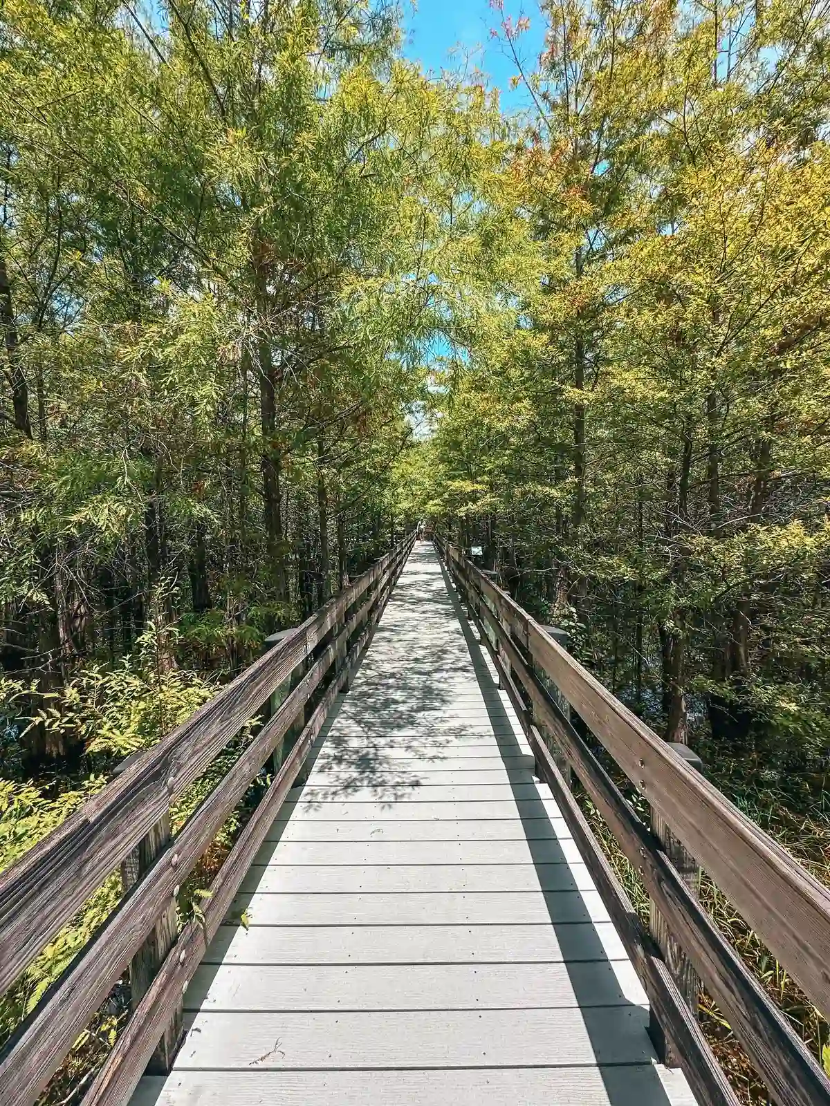 Boardwalk at Six Mile Cypress Slough Preserve in Fort Myers