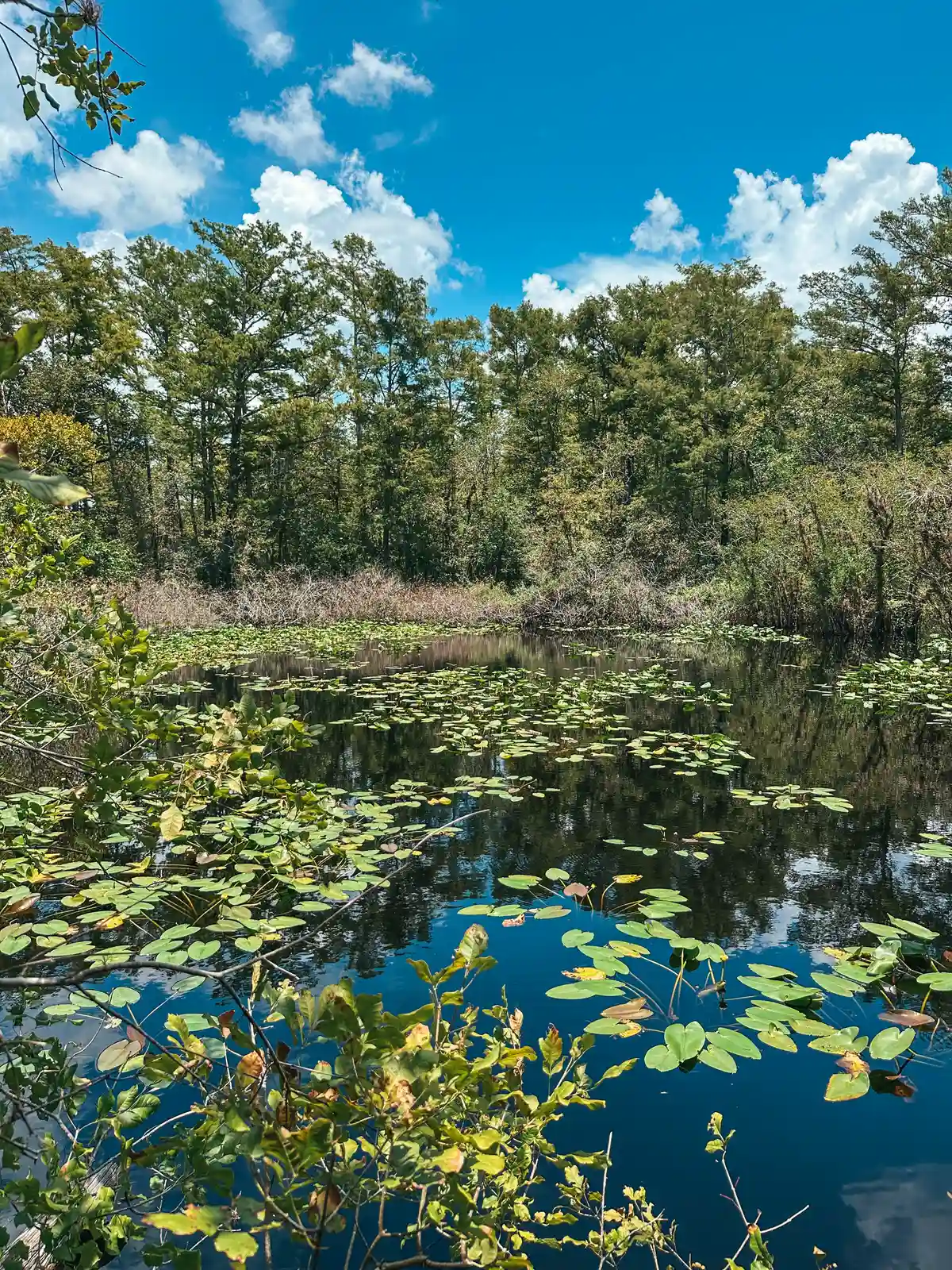 Pond at Six Mile Cypress Slough Preserve in Fort Myers