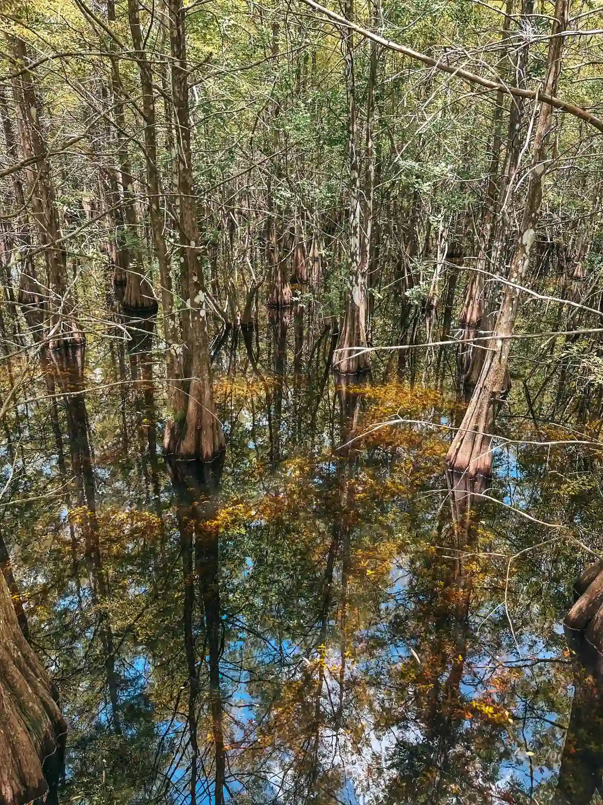 Six Mile Cypress Slough Preserve in Fort Myers Florida