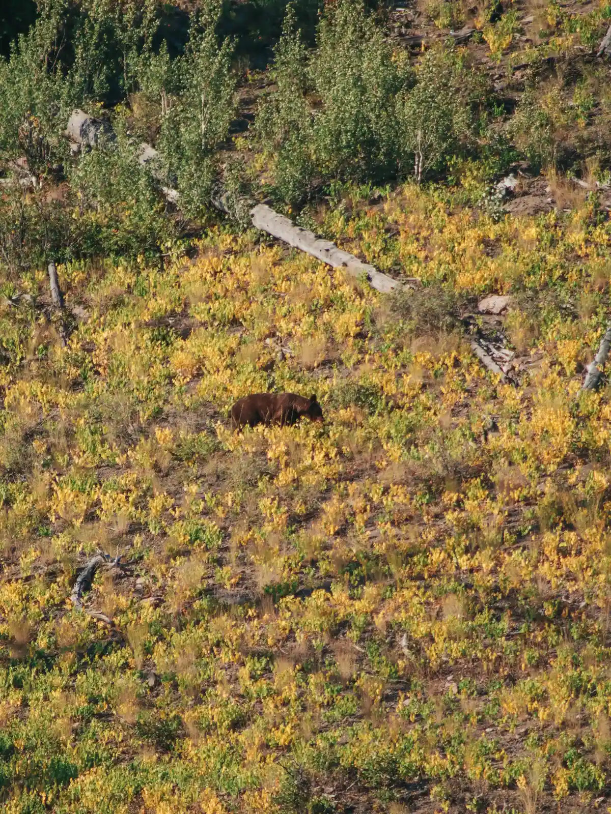 Bear Cub Walking Across Field At Yellowstone National Park