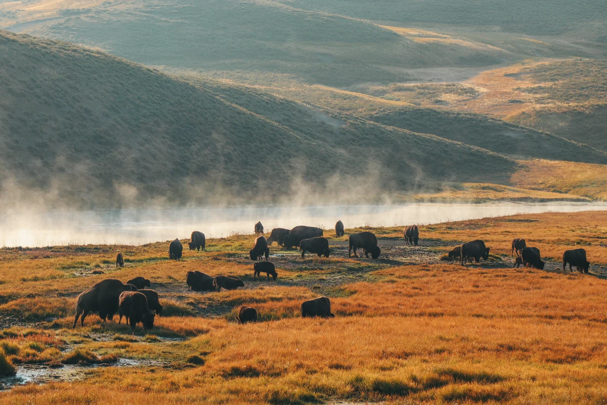 Bison Grazing In Hayden Valley At Yellowstone National Park