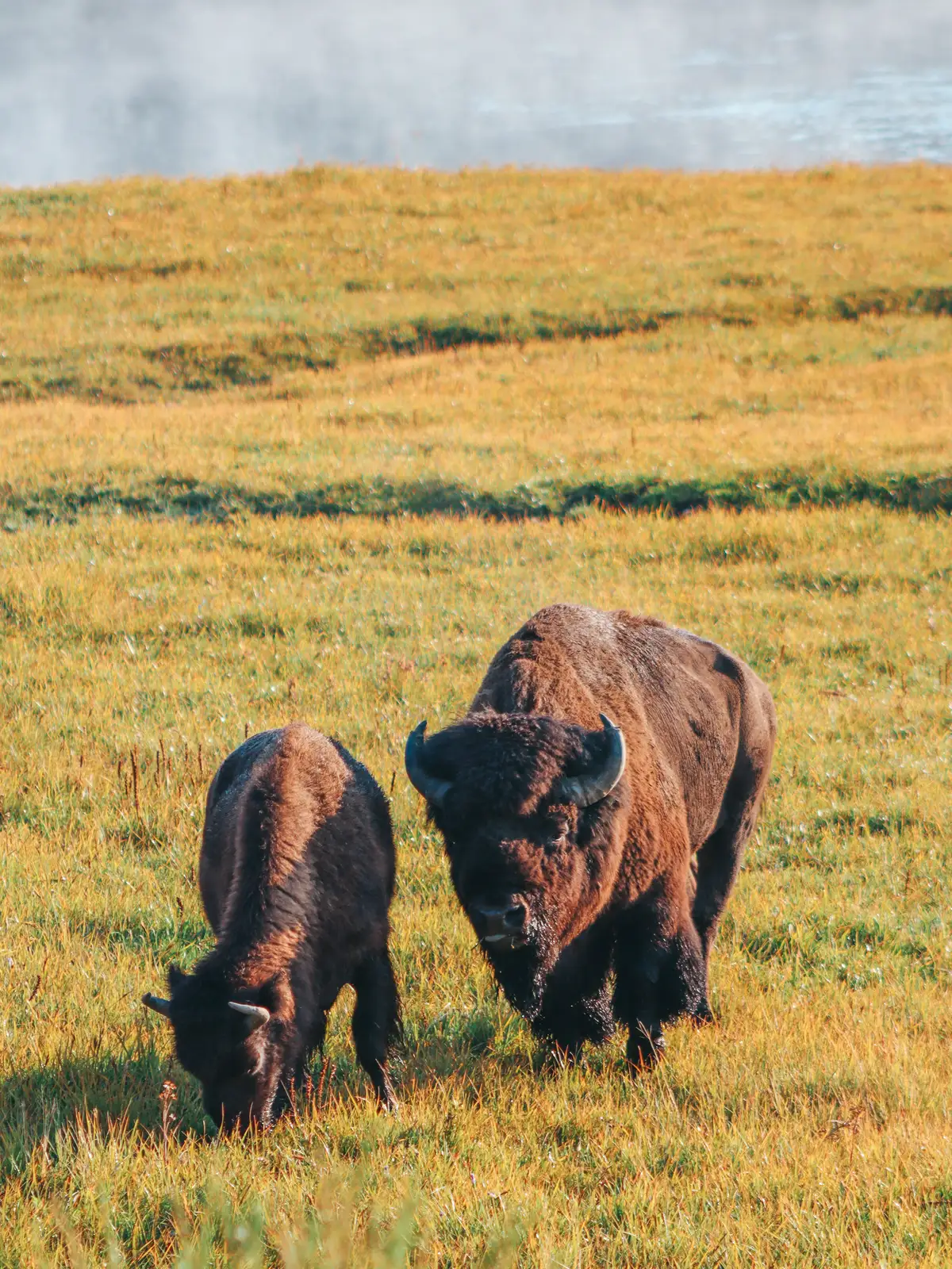 Bison Grazing In Yellowstone National Park