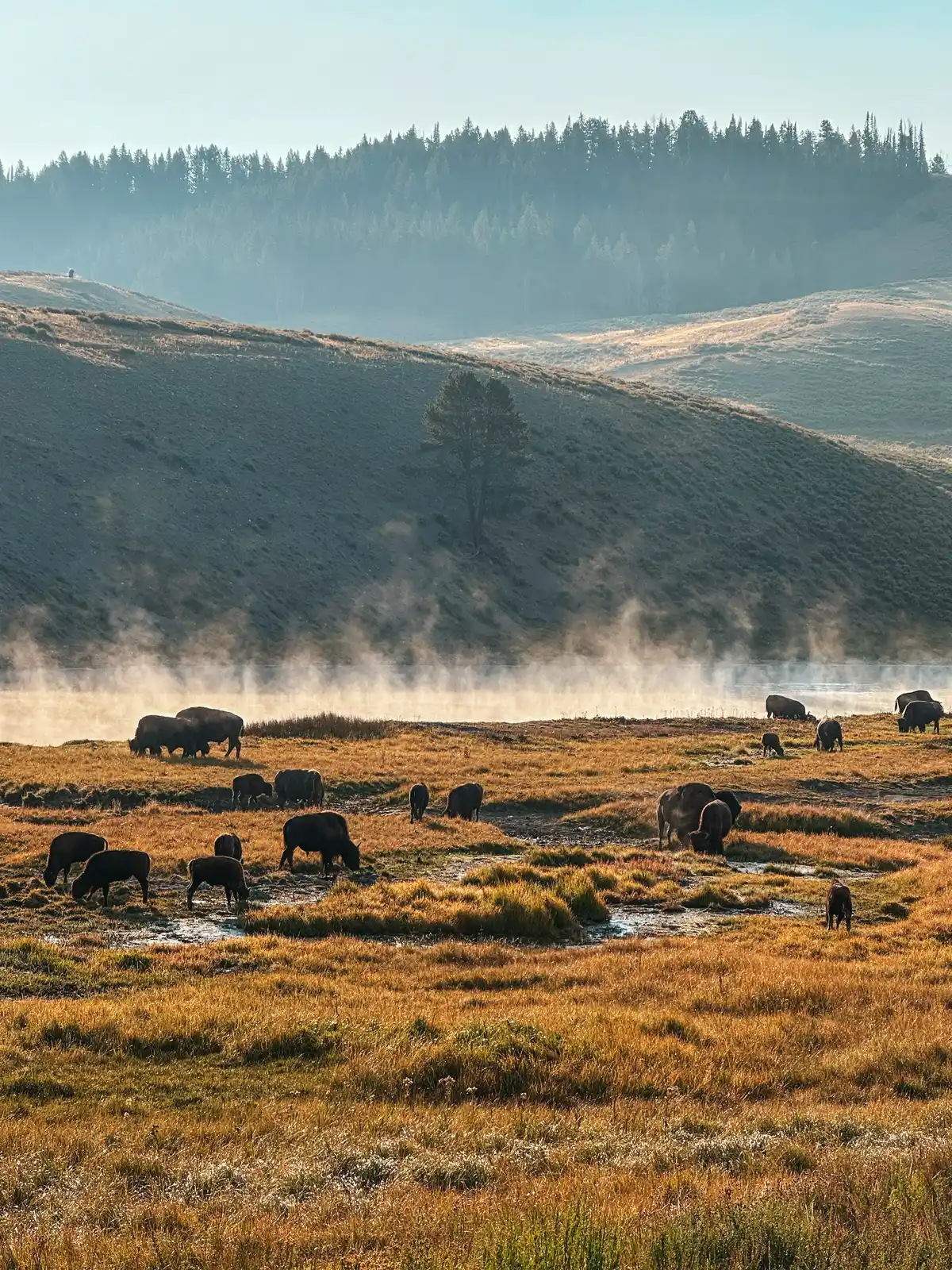 Bison Herd Grazing At Hayden Valley In Yellowstone National Park